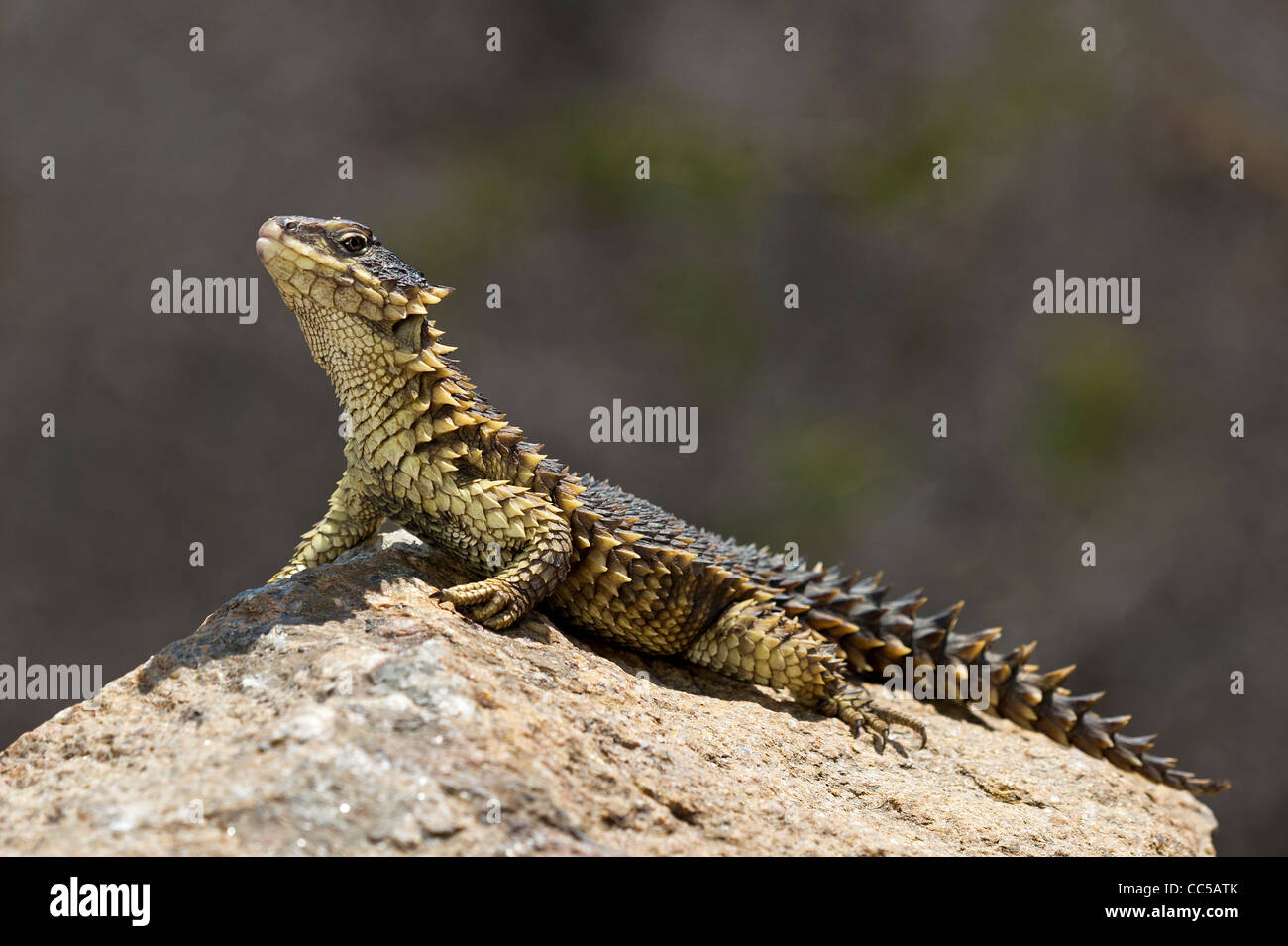 A Sungazer lizard, sun bathing Stock Photo