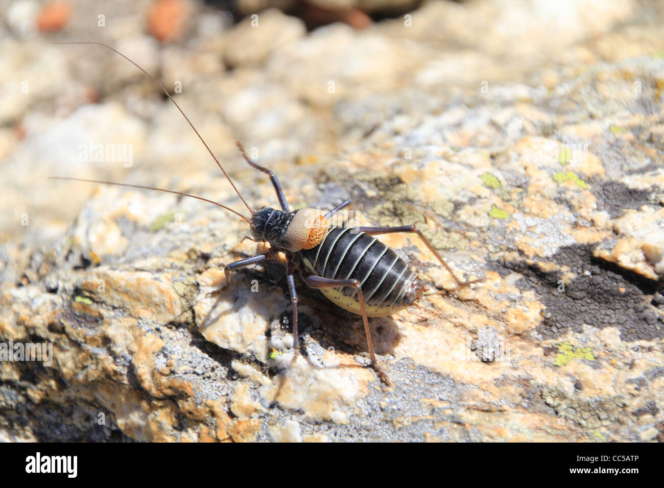 bush cricket, typical of the Sierra of Madrid Stock Photo