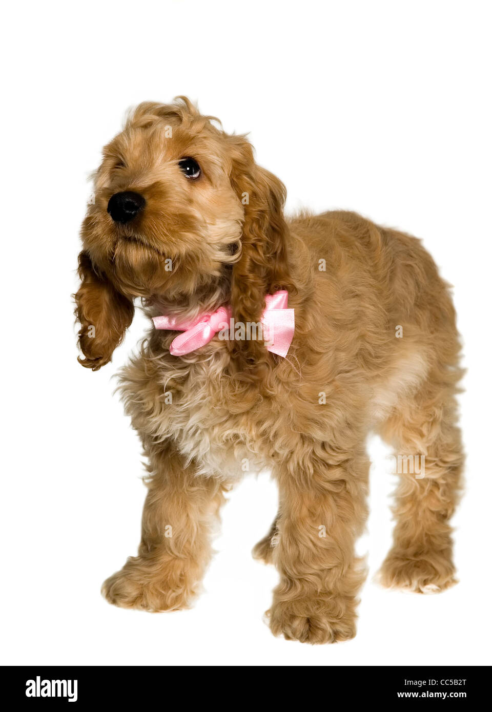 Dog with pink ribbon is standing and watching, white background Stock ...