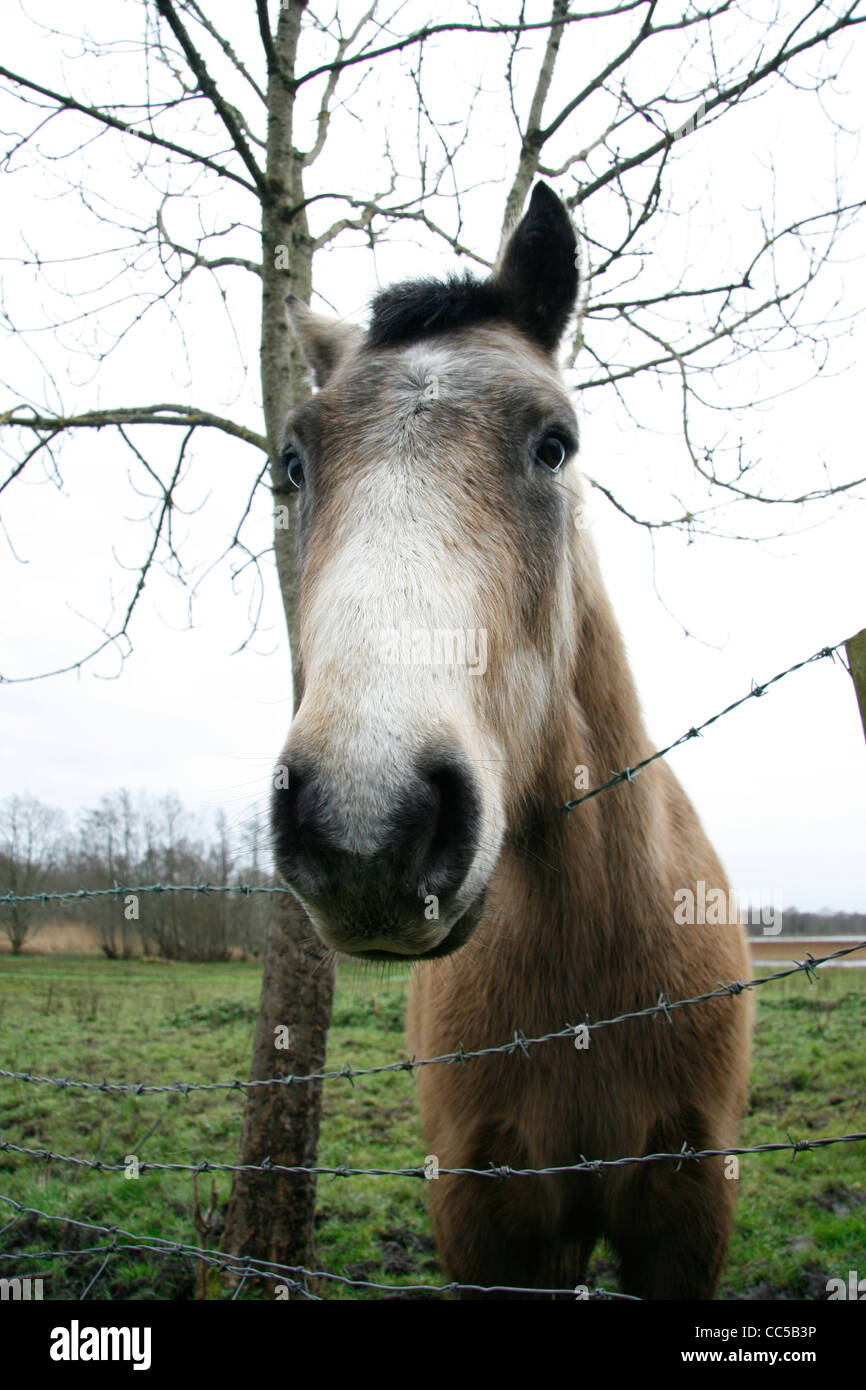 Horse leaning face over fence Stock Photo