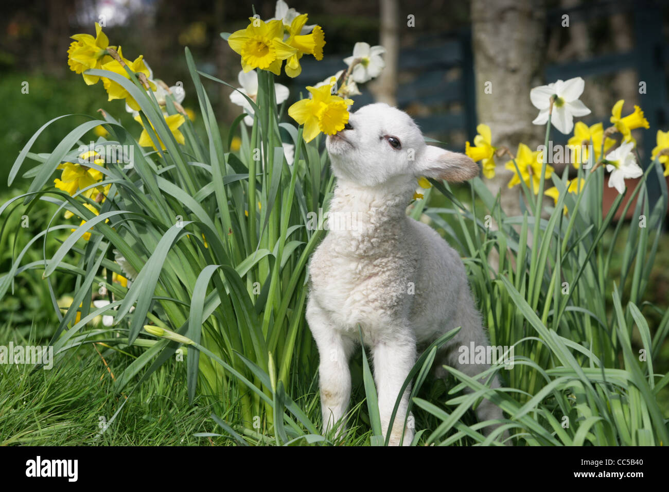 a puppy and lambs in the daffodils as spring breaks in Devon Stock Photo