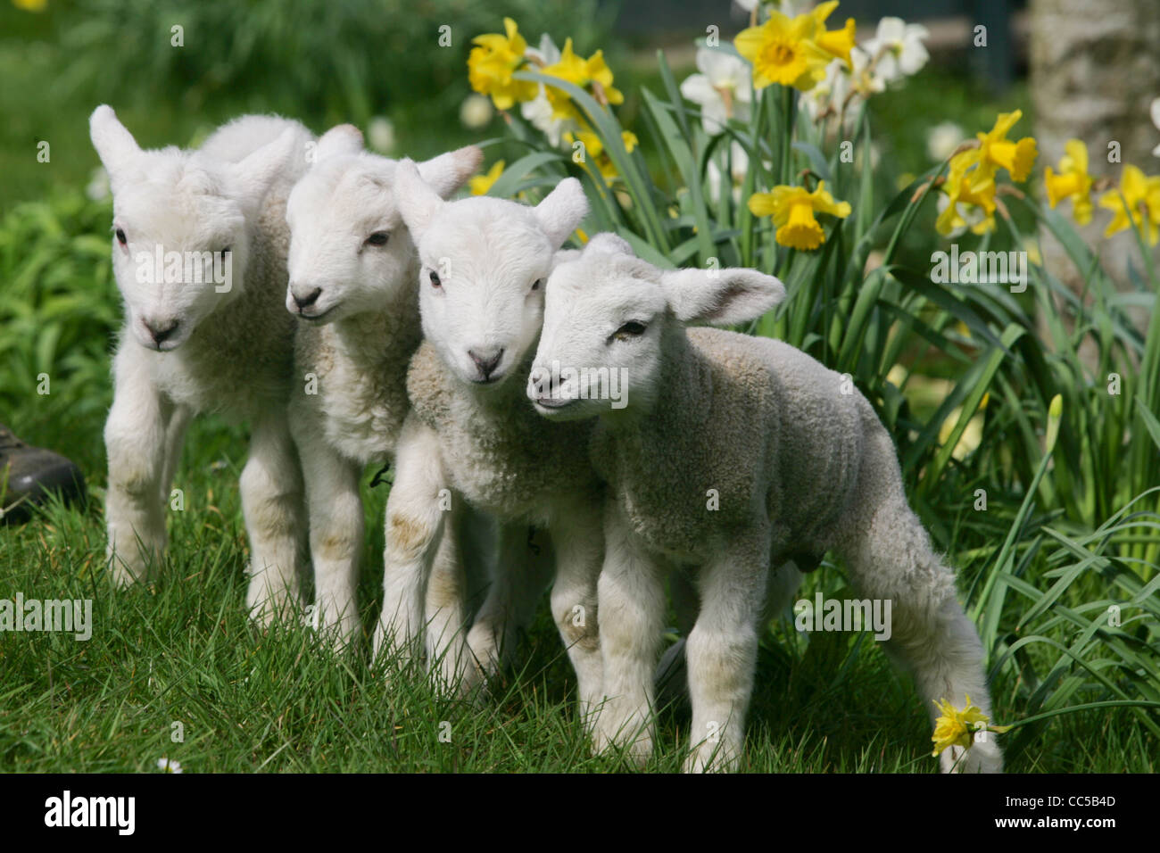 a puppy and lambs in the daffodils as spring breaks in Devon Stock Photo