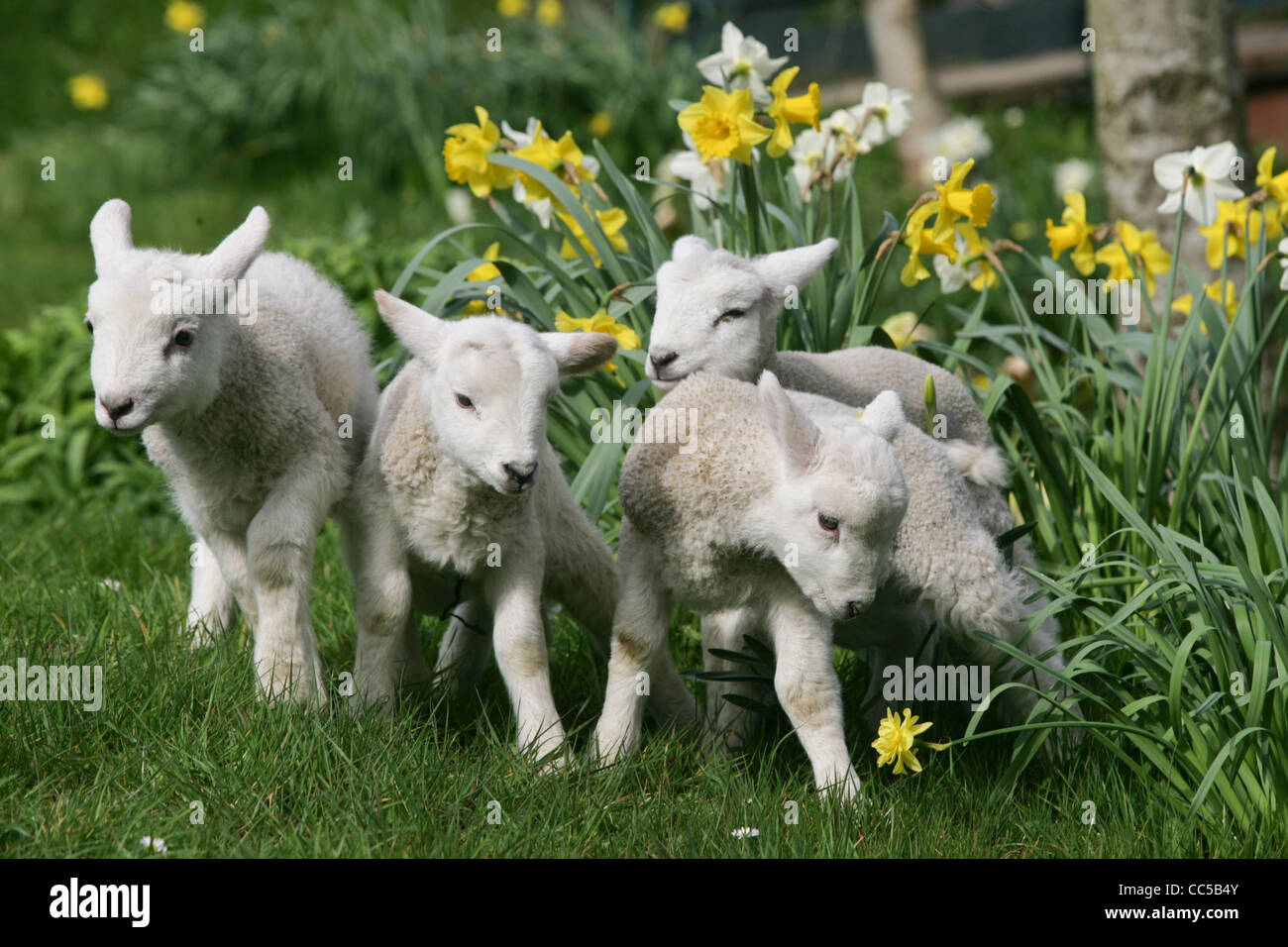a puppy and lambs in the daffodils as spring breaks in Devon Stock Photo