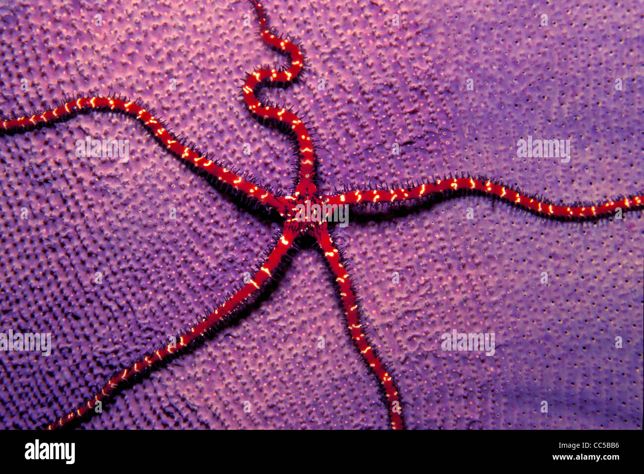 Brittle star, Ophiomastix variabilis, on sponge, Fiji, Pacific Ocean Stock Photo