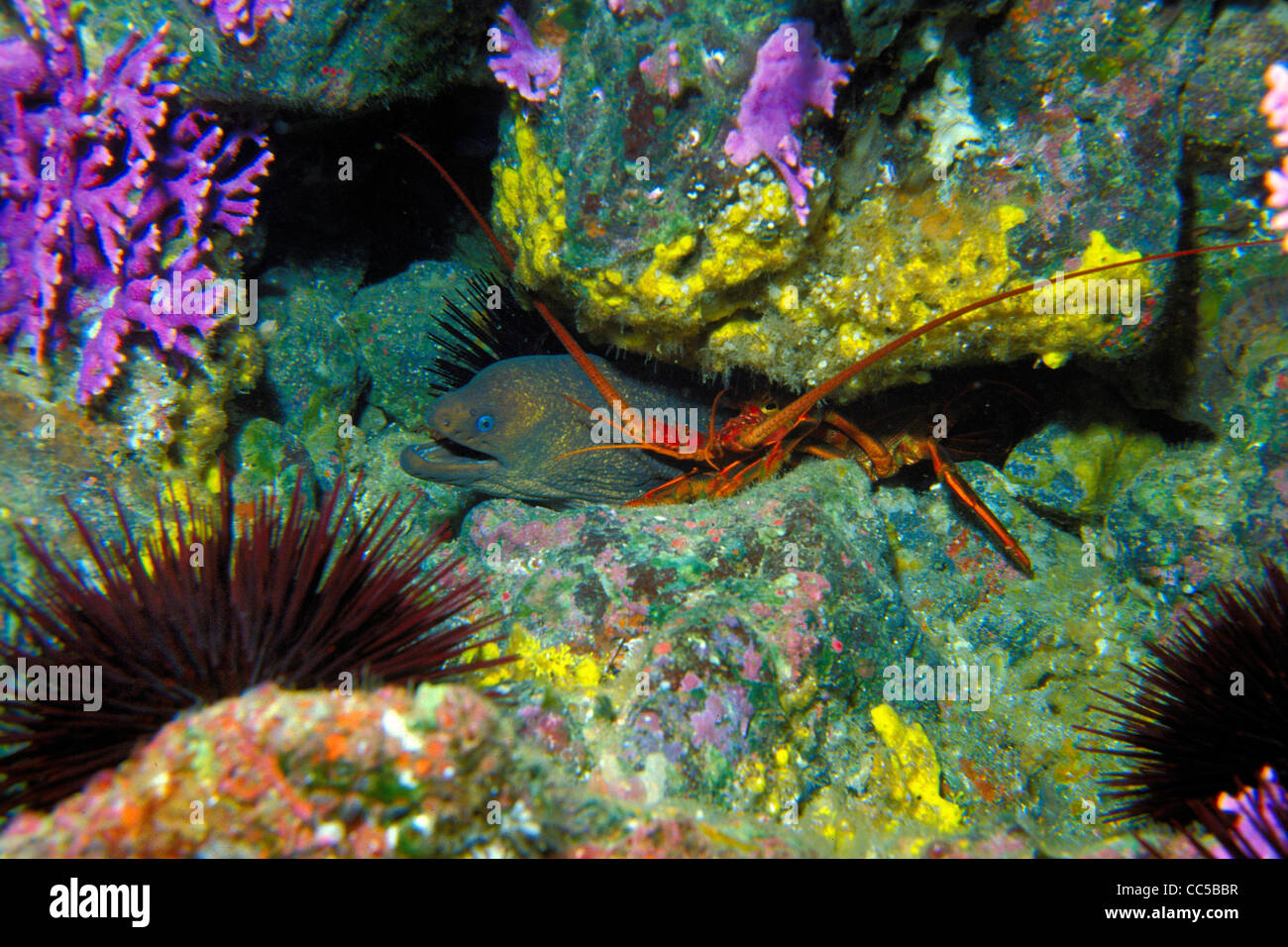 California moray eel, Gymnothorax mordax, and California spiny lobster, Panulirus interruptus, California, Pacific Ocean Stock Photo