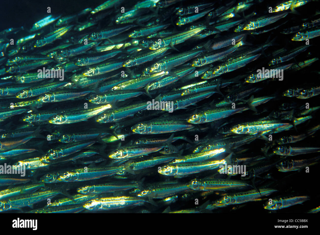 Pacific sardine, Sardinops sagax, California, Pacific Ocean Stock Photo