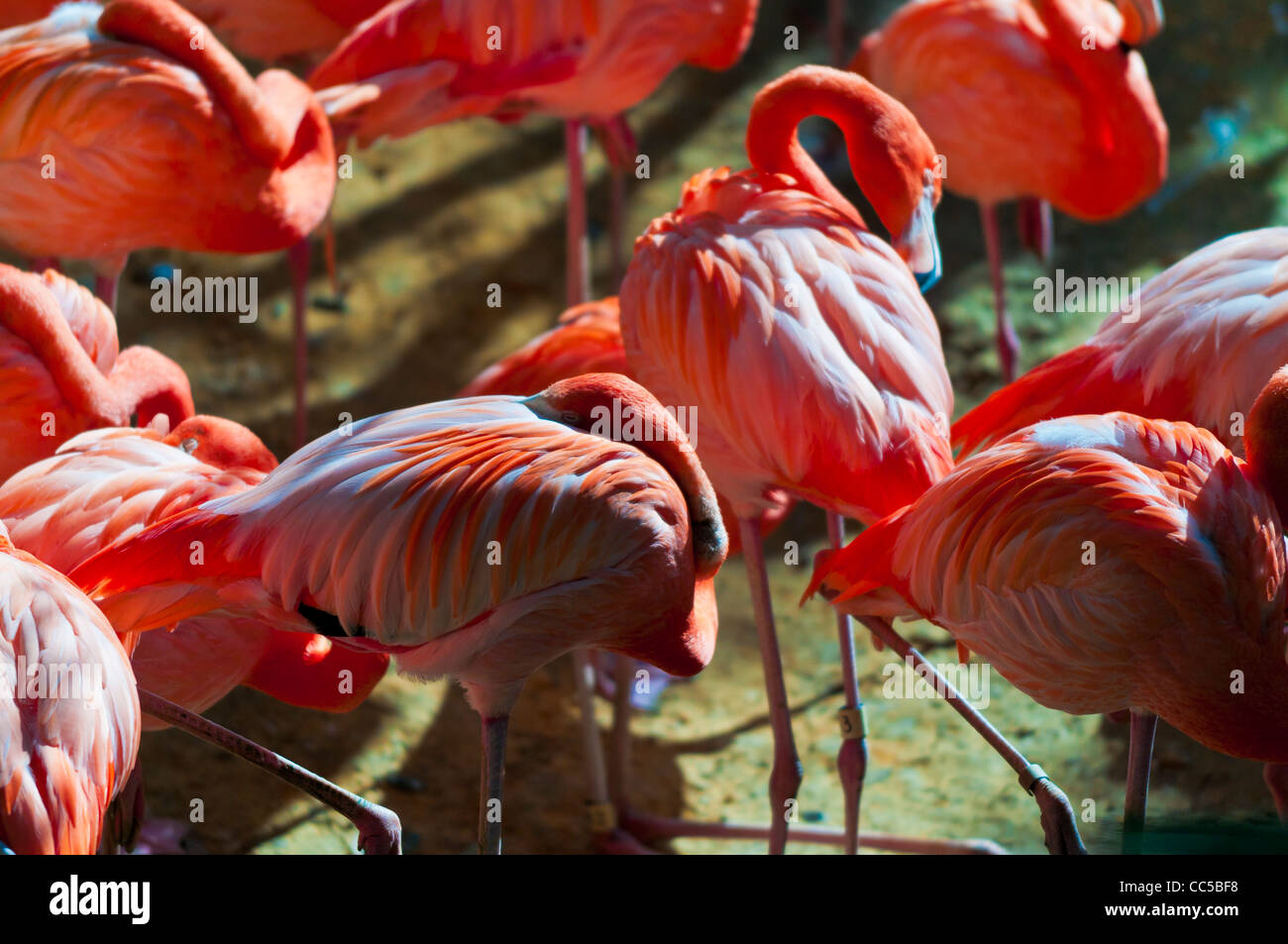 Group of Flamingos standing on a sandy shore Stock Photo