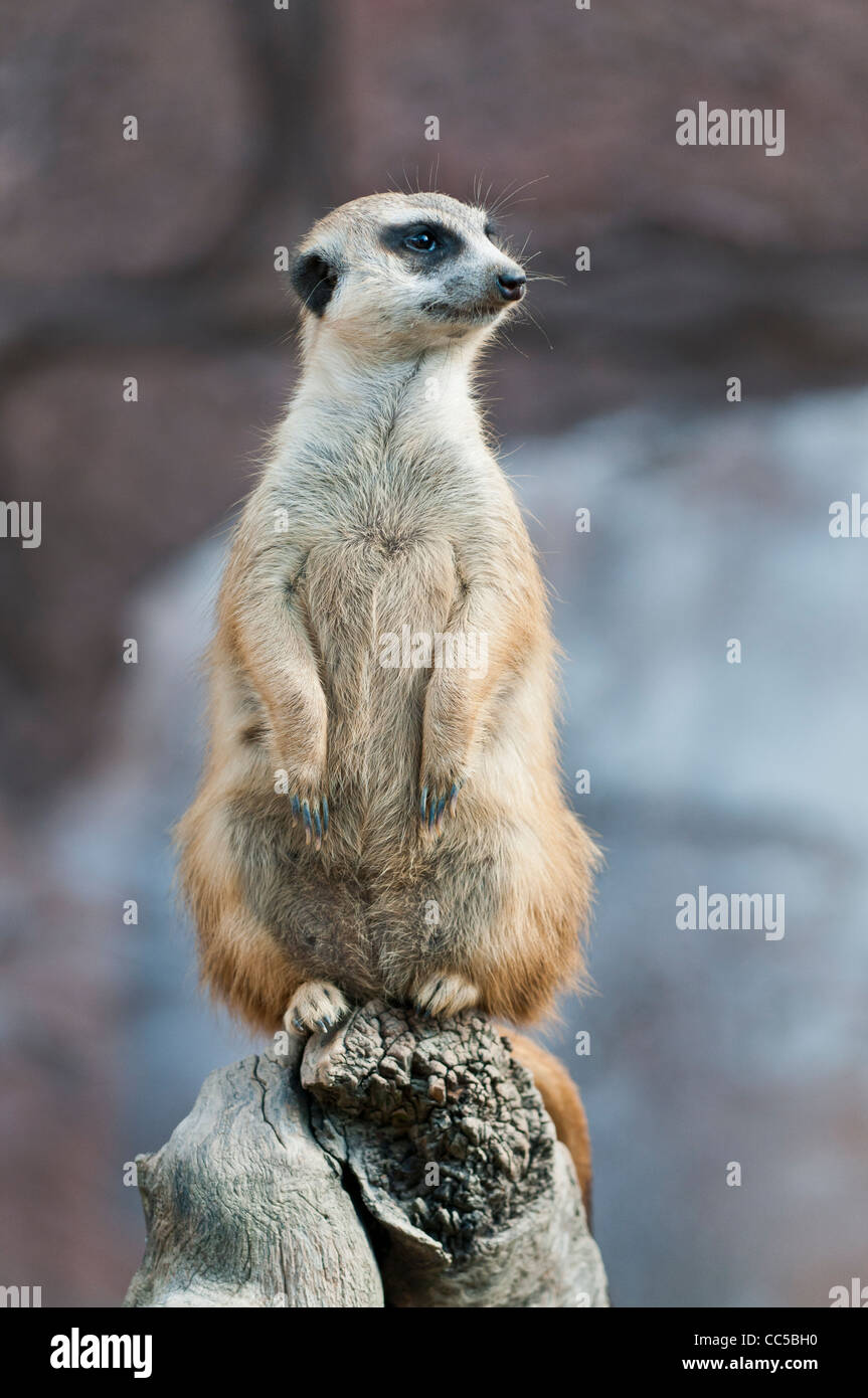 Alert suricate, meerkat sitting on the top of the tree Stock Photo