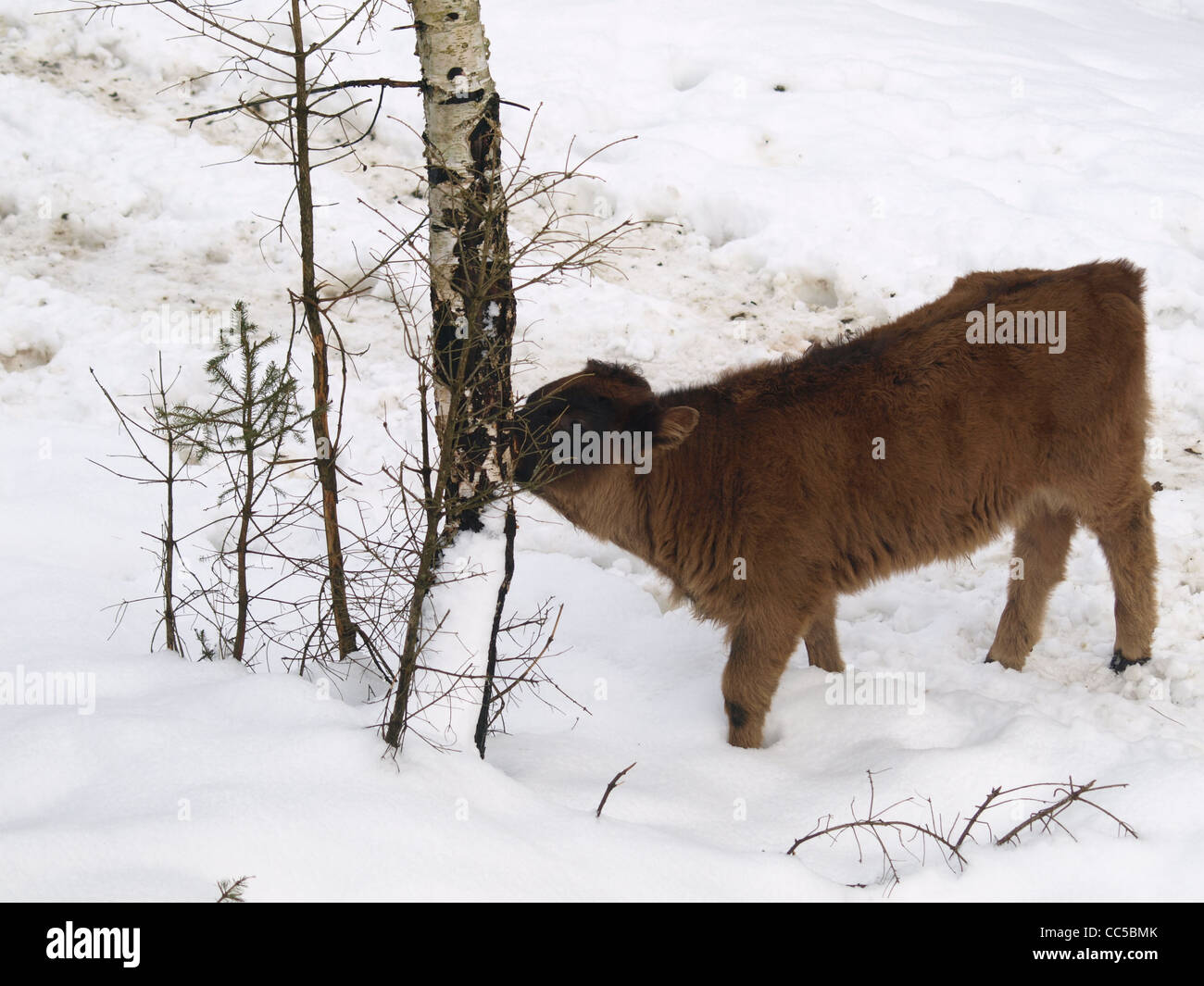 young aurochs in the snow / Bos primigenius / junger Auerochse im Schnee Stock Photo