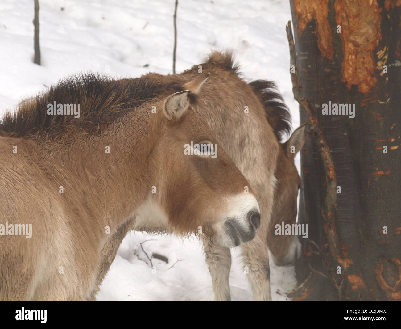 Prezewalski horses in the NP national park Bavarian Forest / Equus ...