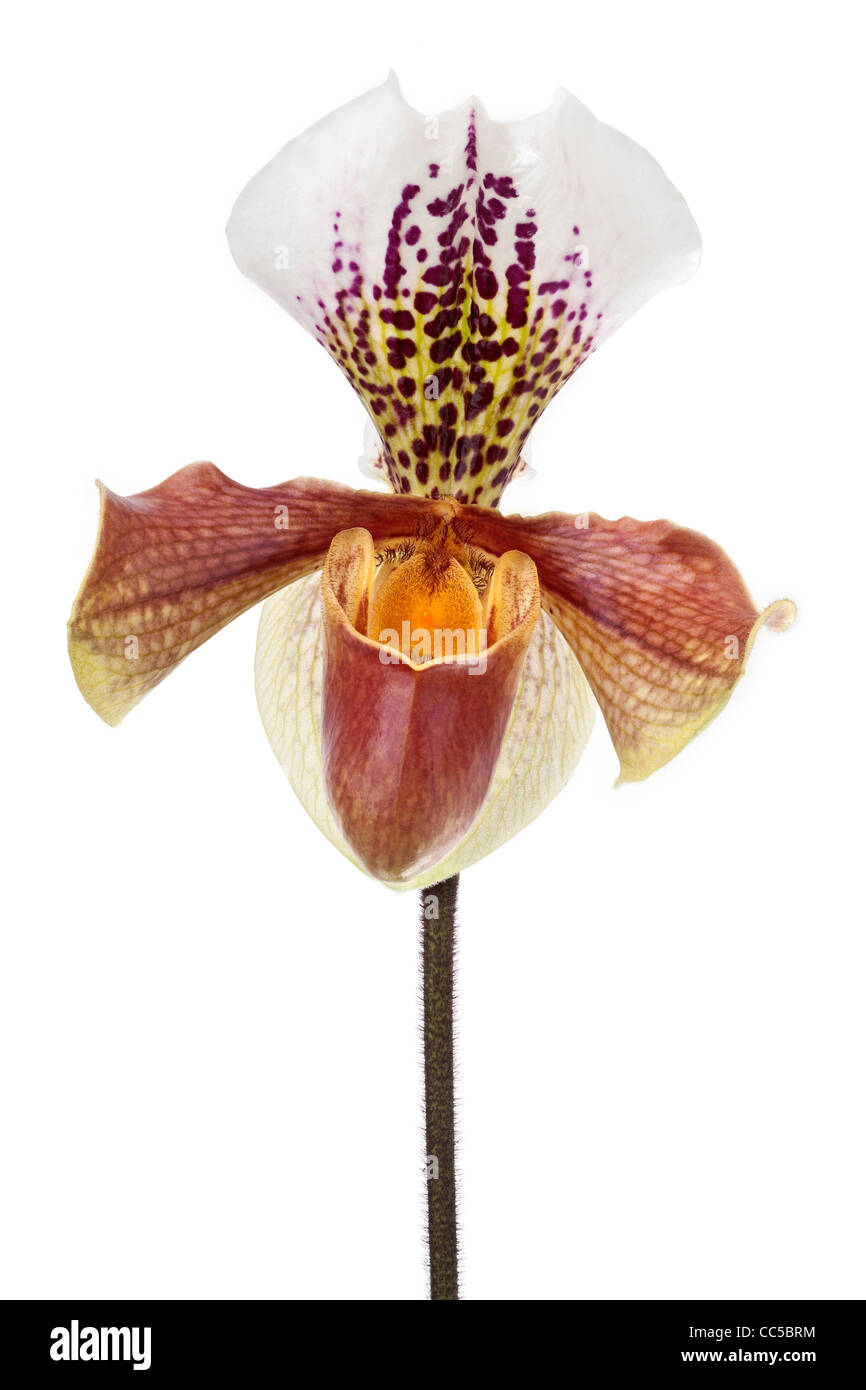 A flower of Lady's slipper (Orchidaceae) photographed in the studio on a white background Fleur de Sabot de Vénus sur fond blanc Stock Photo