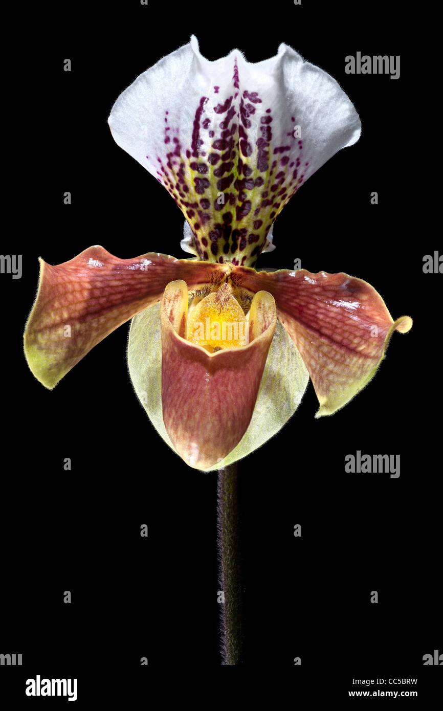 A flower of Lady's slipper (Orchidaceae) photographed in the studio on a black background Fleur de Sabot de Vénus sur fond noir Stock Photo