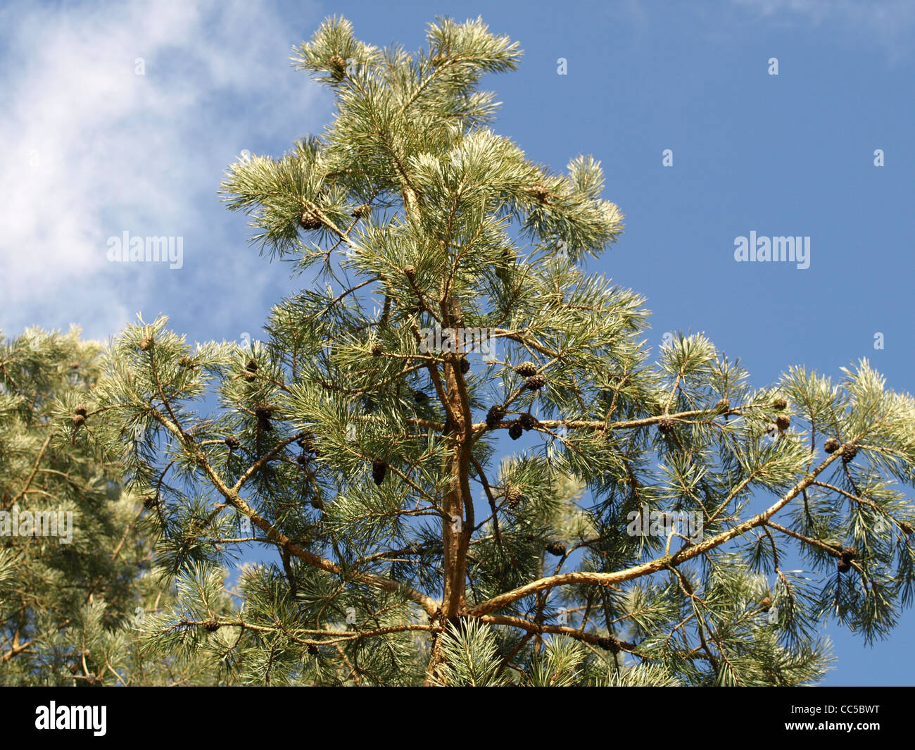 branches from a Pine, fir / Pinus / Äste einer Kiefer Stock Photo - Alamy