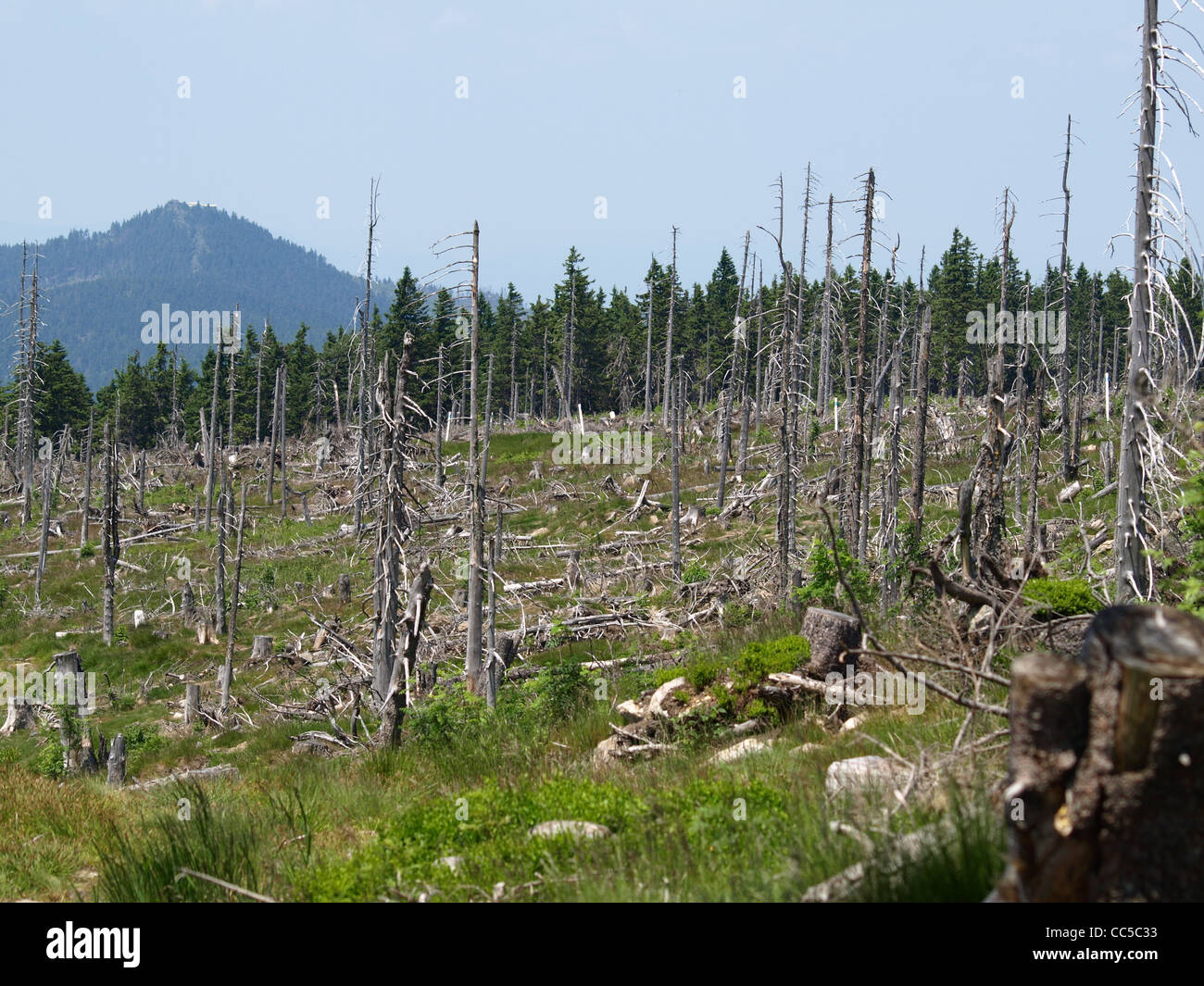 forest decline at mountain Osser, Bavarian Forest, Germany / Waldsterben beim Berg Osser, Bayerischer Wald, Deutschland Stock Photo