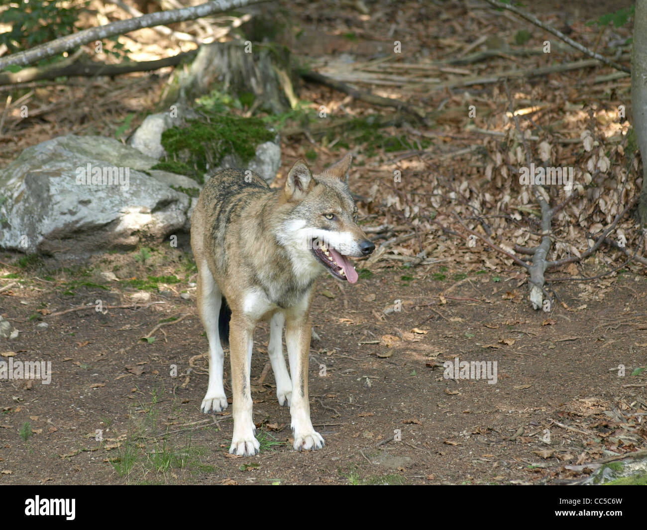 Grauwolf hi-res stock photography and images - Alamy