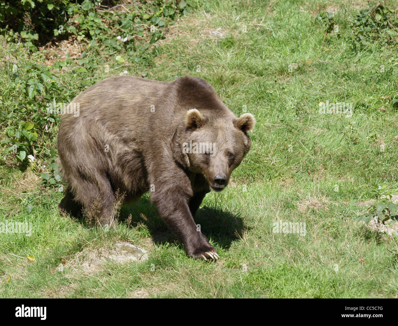 Brown bear in the NP national park Bavarian Forest / Ursus arctos / Europäischer Braunbär im NP Nationalpark Bayerischer Wald Stock Photo
