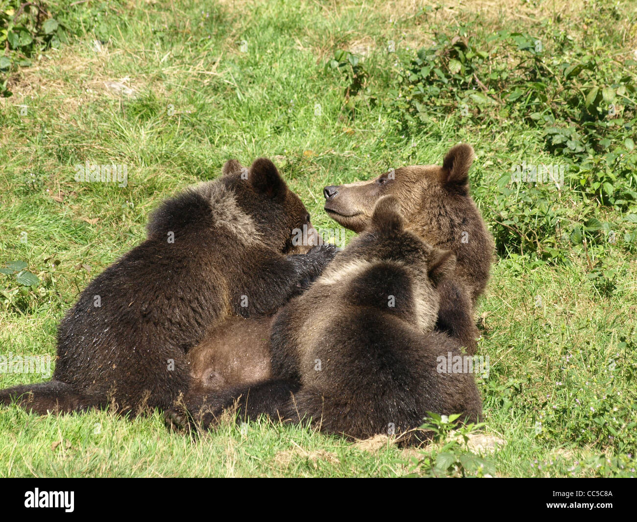 Brown bears in the NP national park Bavarian Forest / Ursus arctos ...