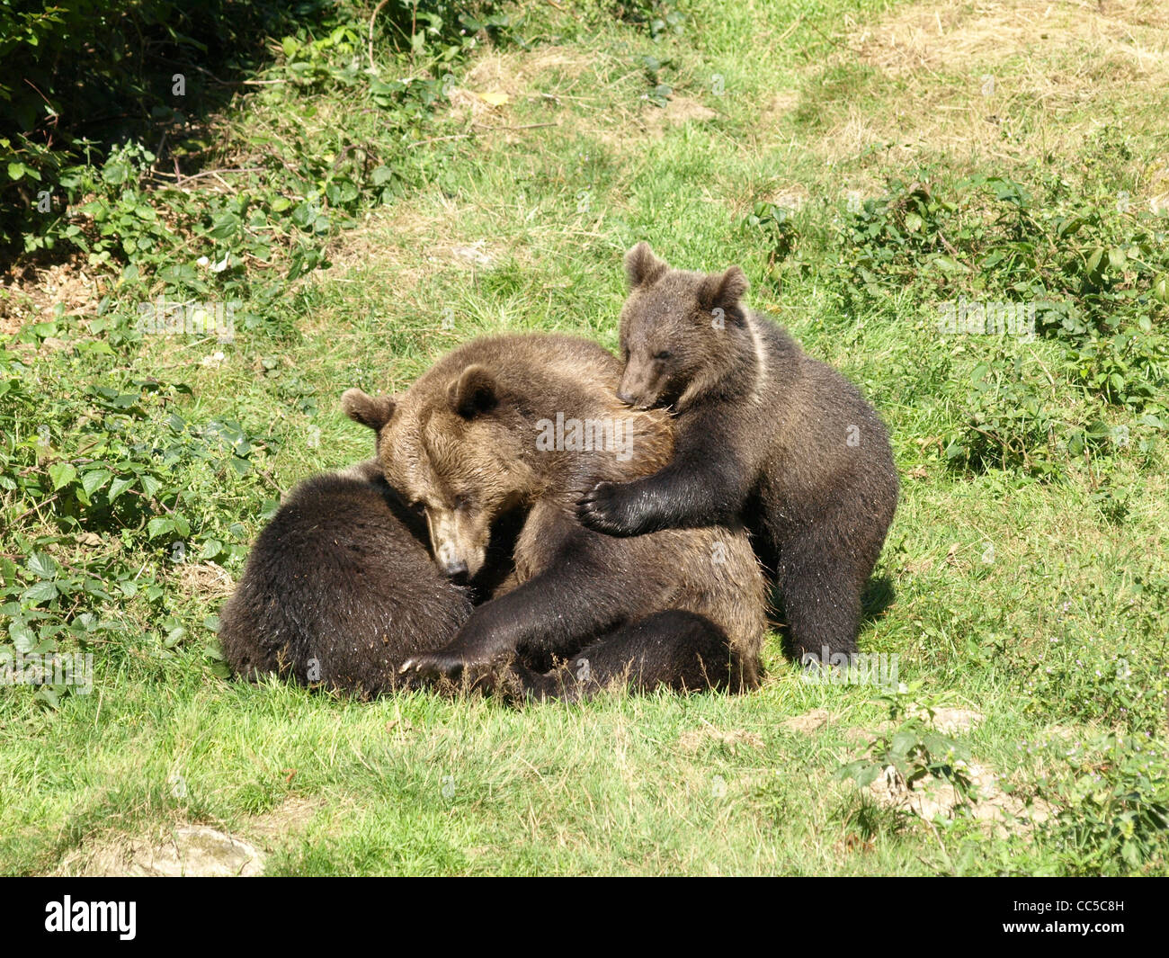 Brown bears in the NP national park Bavarian Forest / Ursus arctos ...