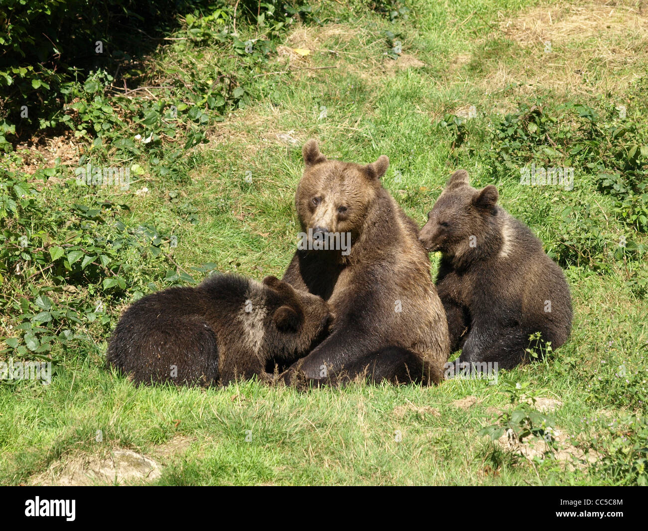 Brown bears in the NP national park Bavarian Forest / Ursus arctos ...