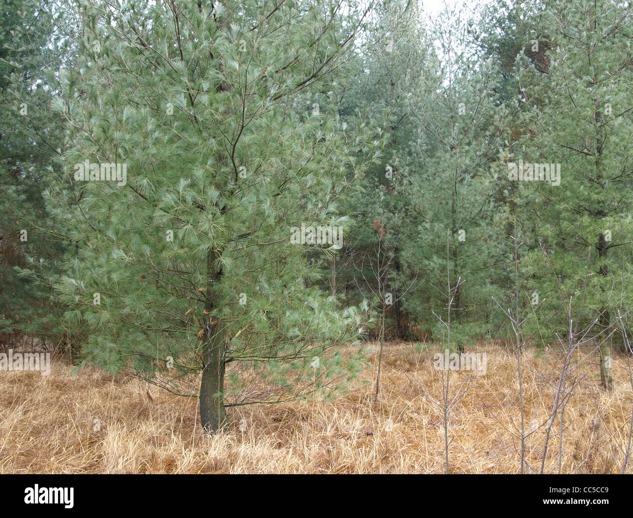 Weymouth pine / Pinus strobus /  Weymouth-Kiefer Stock Photo