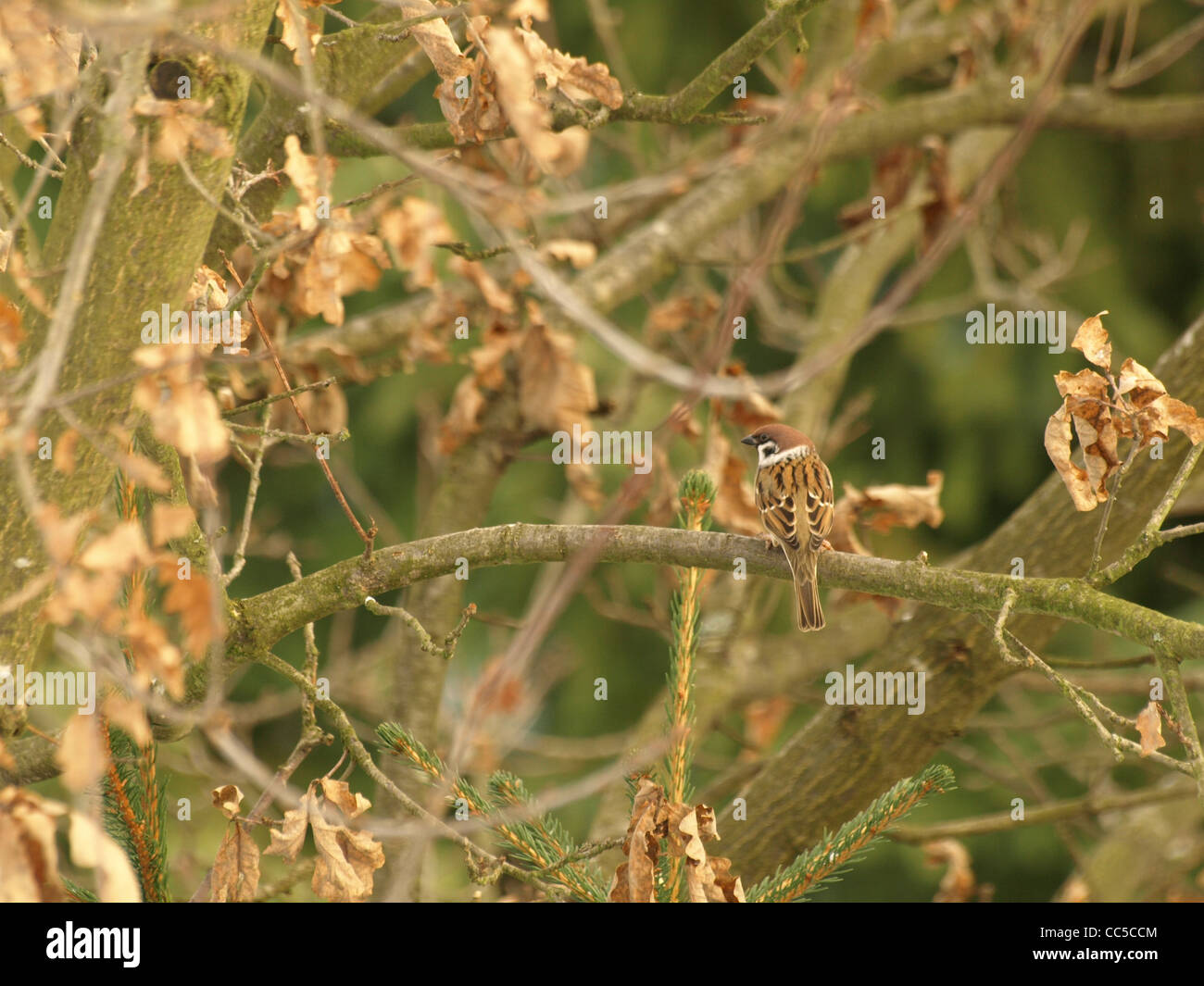 Eurasian tree sparrow on a English Oak tree / Passer montanus, Quercus robur  / Feldsperling auf einer Stiel-Eiche Stock Photo