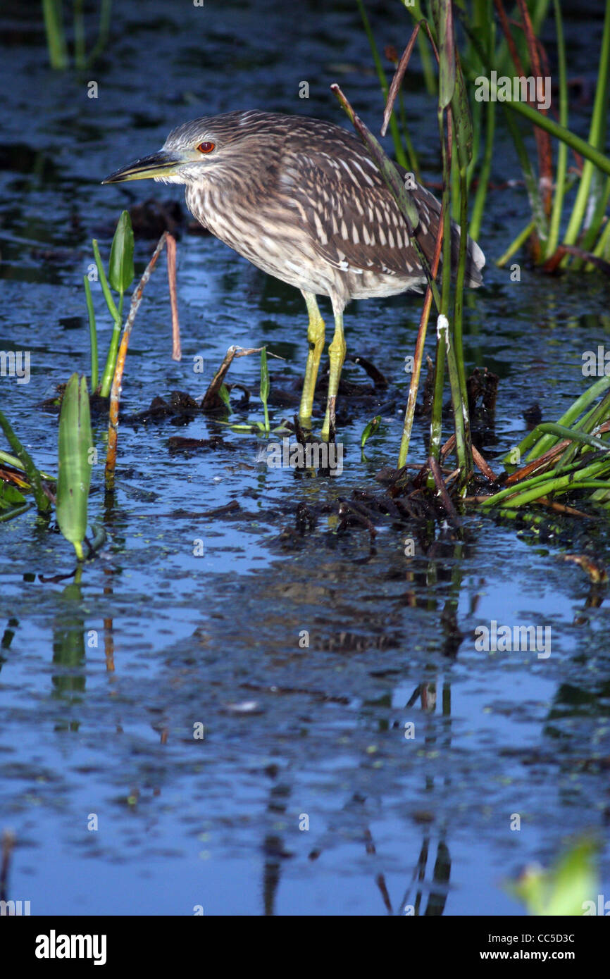 Black-Crowned Night Heron Immature Stock Photo - Alamy