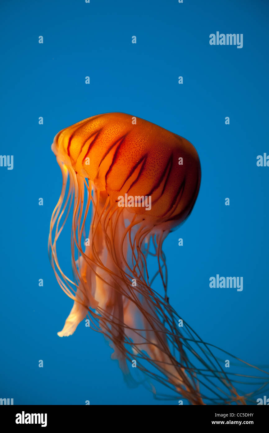 Beautiful jellyfish captured in the Baltimore Aquarium Stock Photo Alamy