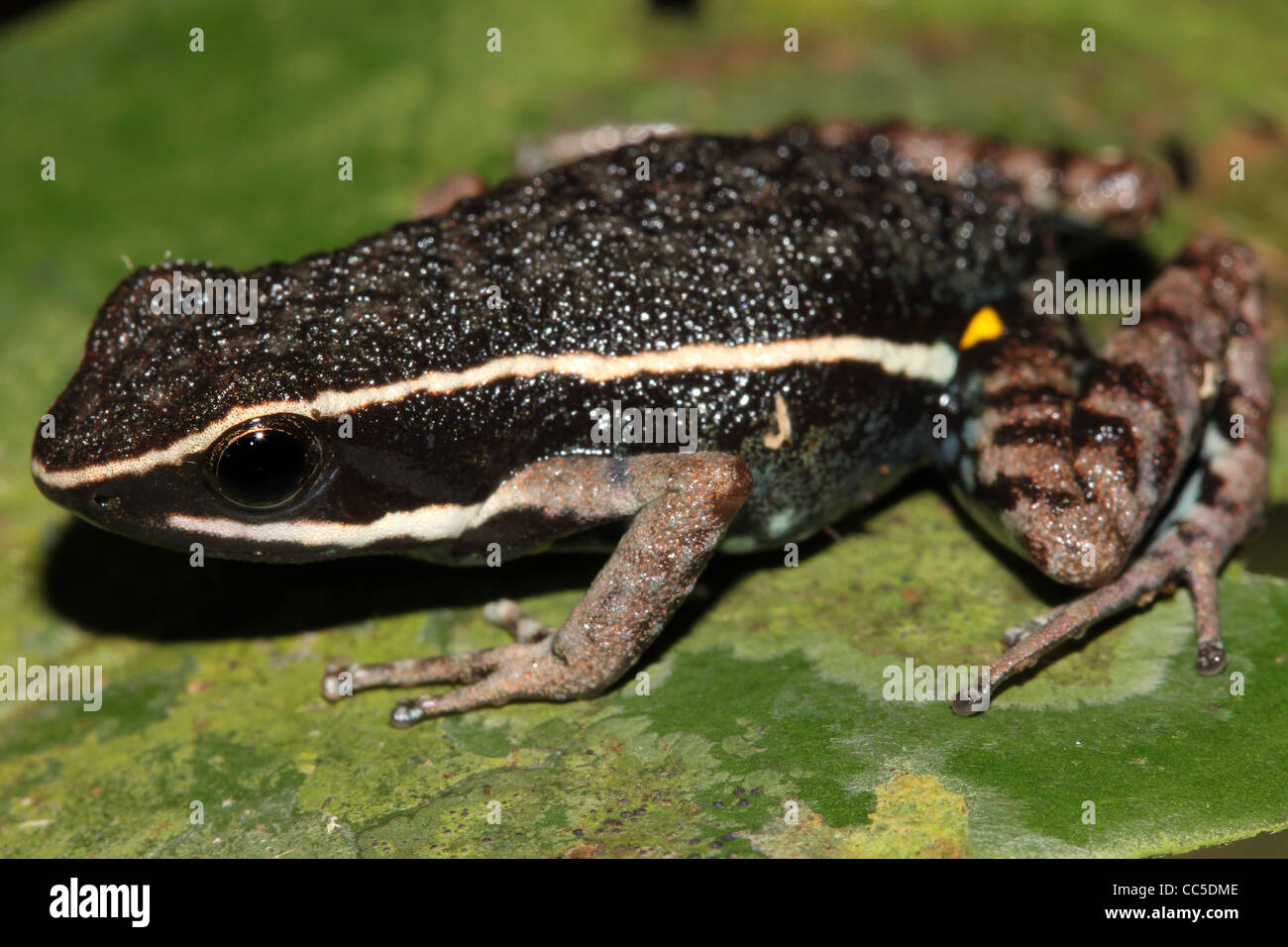 A Poison Dart Frog (Ameerega hahneli) in the Peruvian Amazon Stock Photo
