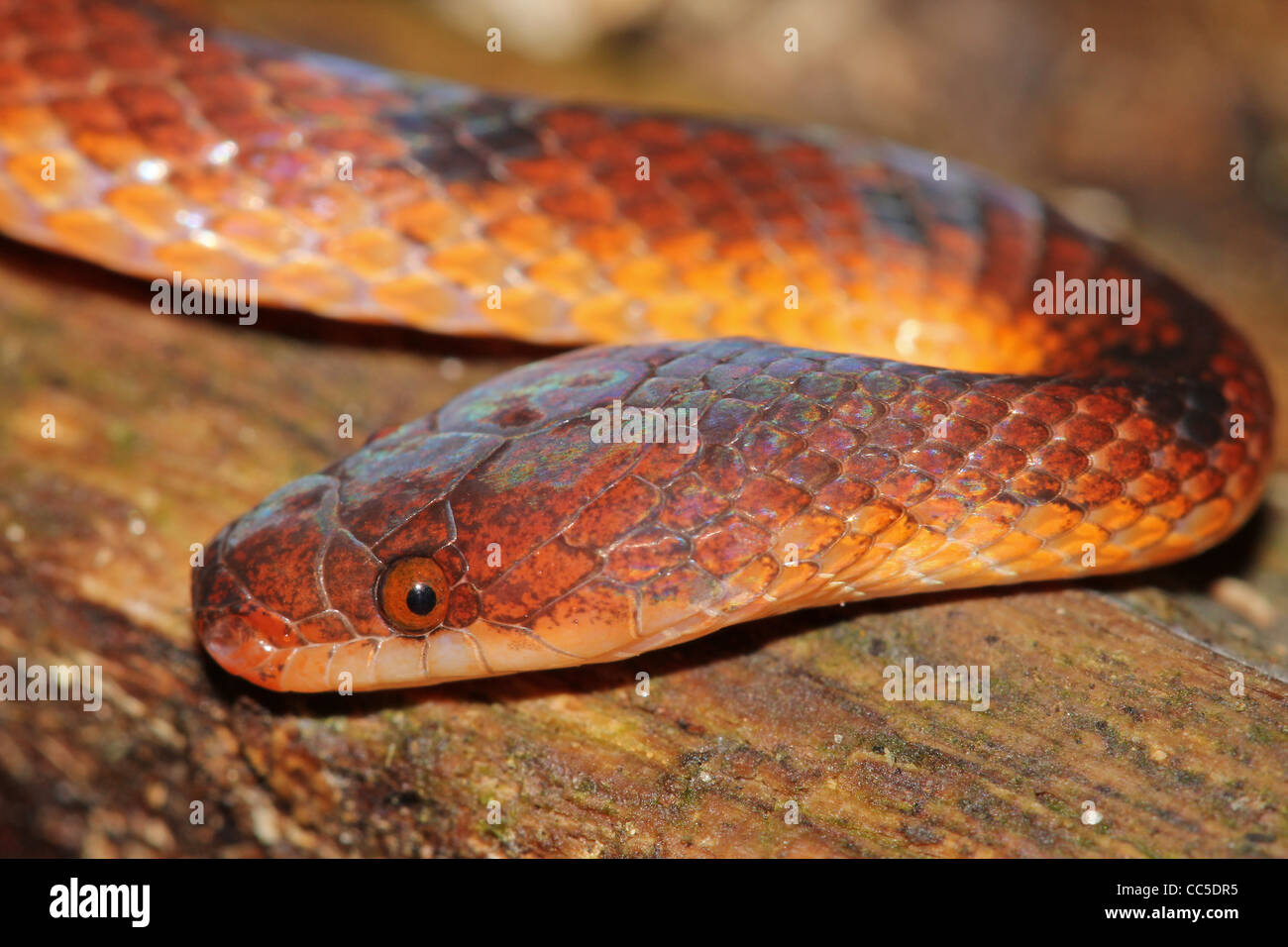 A Wucherer's Ground Snake (Xenopholis scalaris) in the Peruvian Amazon Stock Photo