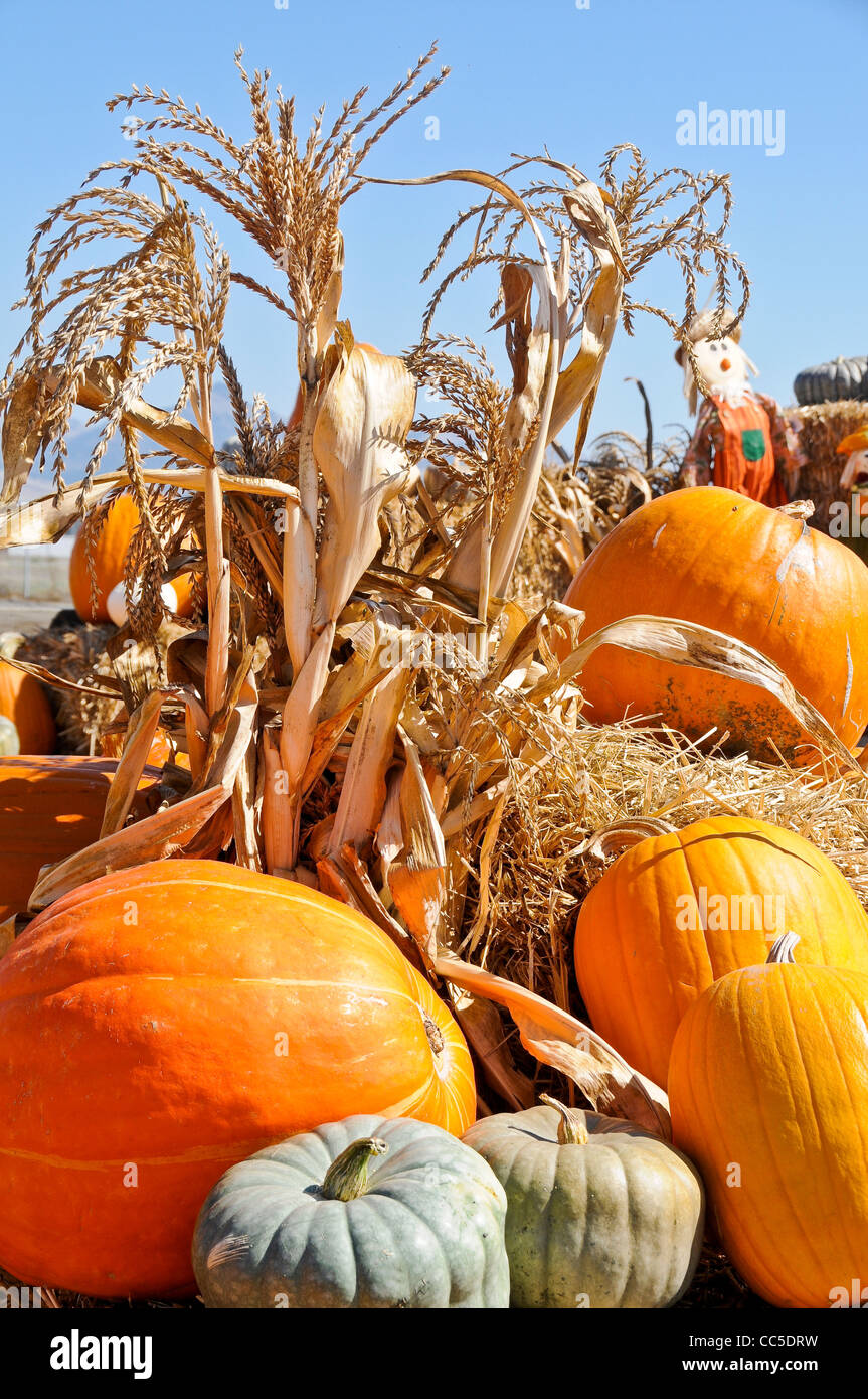 Pumpkins on Display Stock Photo - Alamy