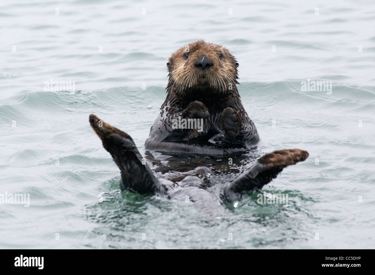 A California Sea Otter (Enhydra lutris nereis) floating on its back in Elkhorn Slough, Monterey County, California. Stock Photo