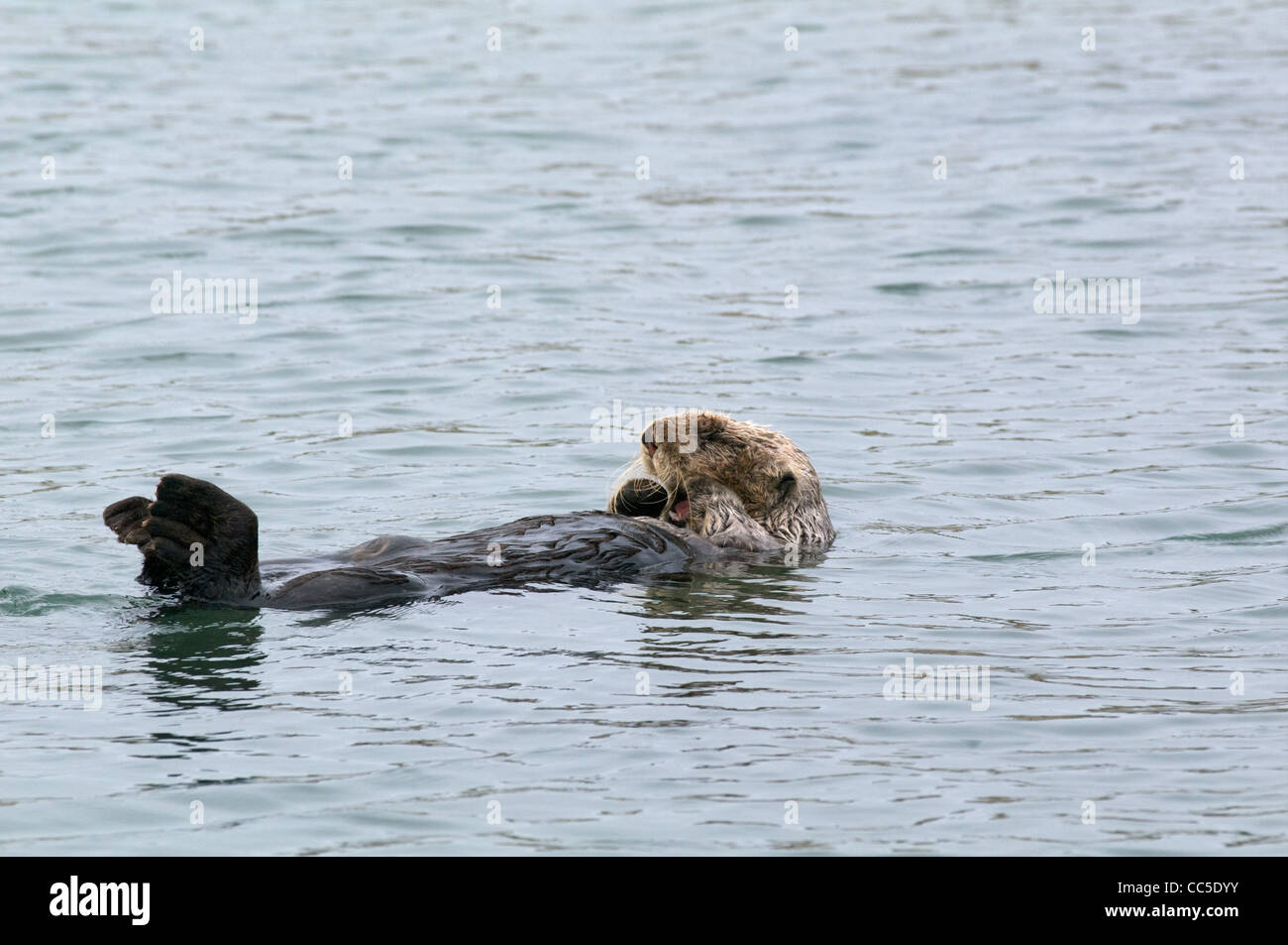 A California Sea Otter (Enhydra lutris nereis) floating on its back in Elkhorn Slough, Monterey County, California. Stock Photo