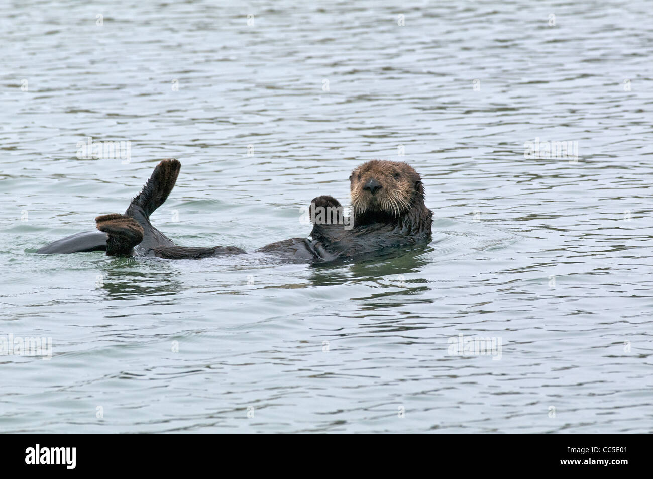 A California Sea Otter (Enhydra lutris nereis) floating on its back in Elkhorn Slough, Monterey County, California. Stock Photo