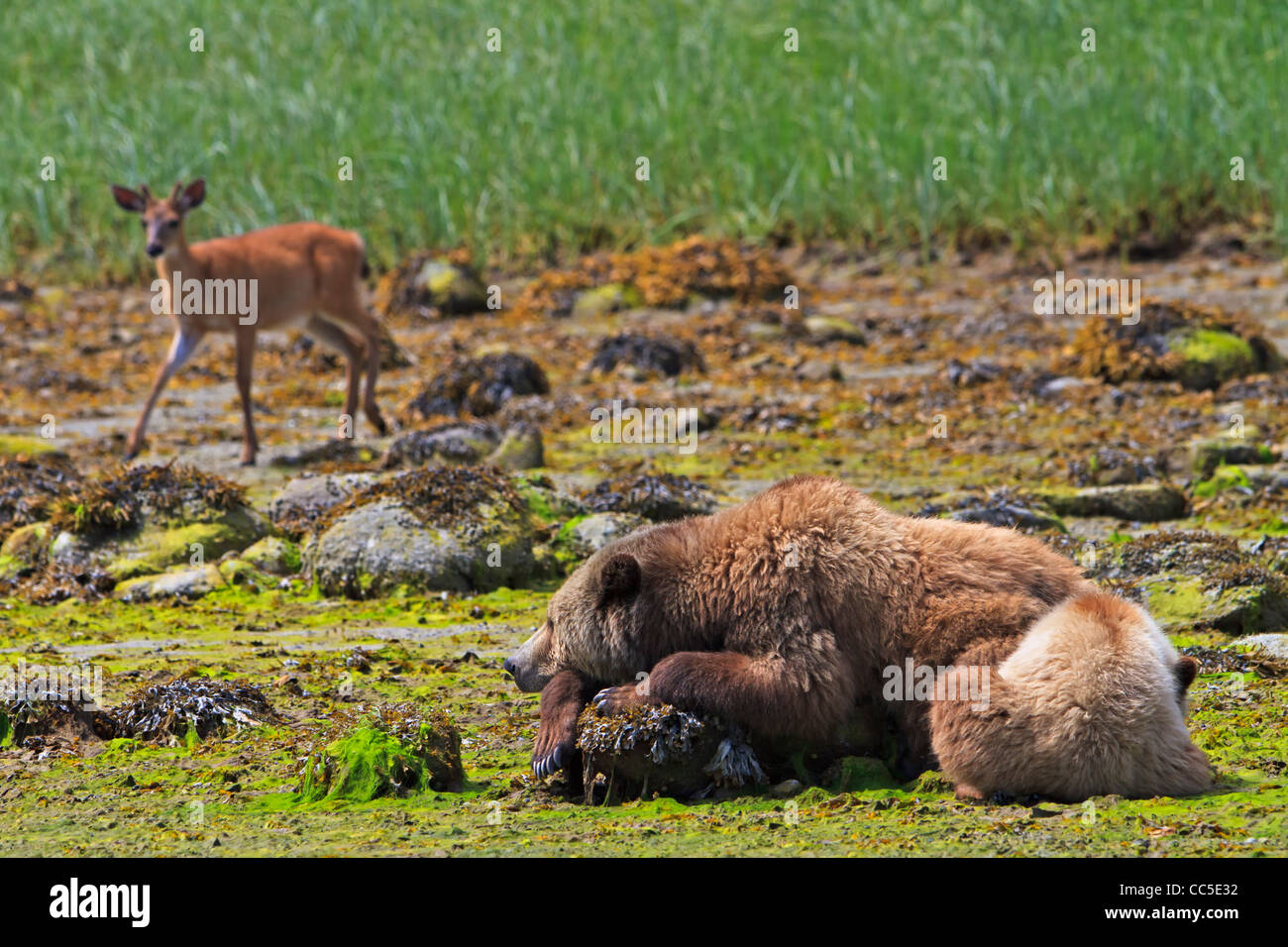 Female coastal Grizzly bear sow with cub resting and a deer passing by on a sunny day along the coast of British Columbia, Canad Stock Photo
