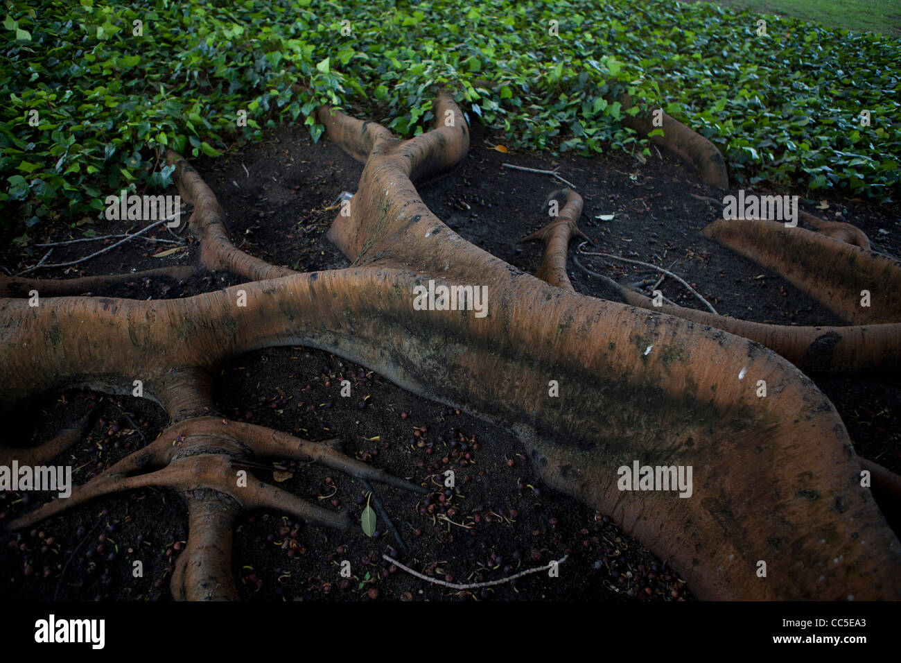 Large tree roots in Australia Stock Photo Alamy