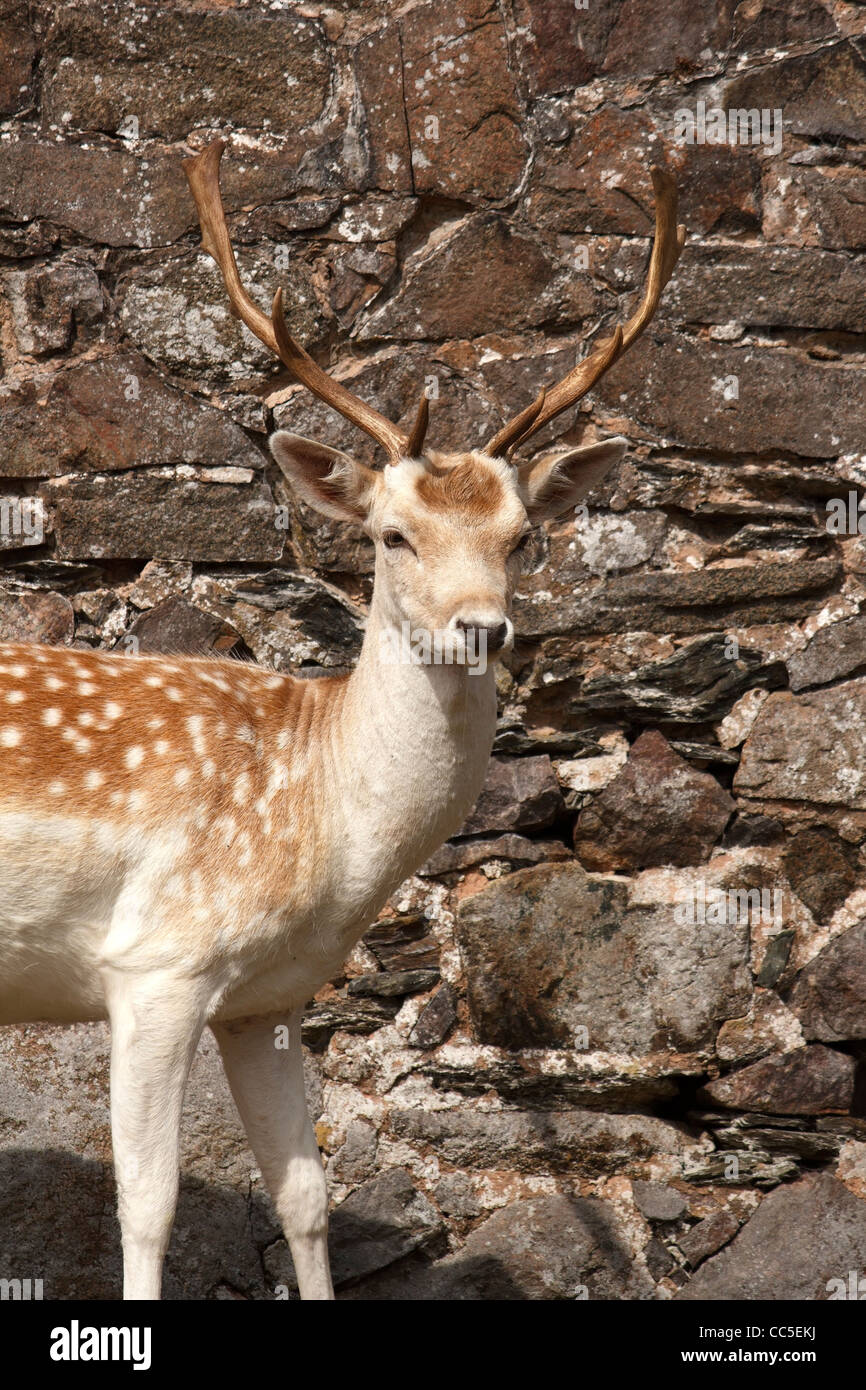 Fallow deer (Dama dama) stag, Bradgate Park, Leicestershire, England, UK Stock Photo