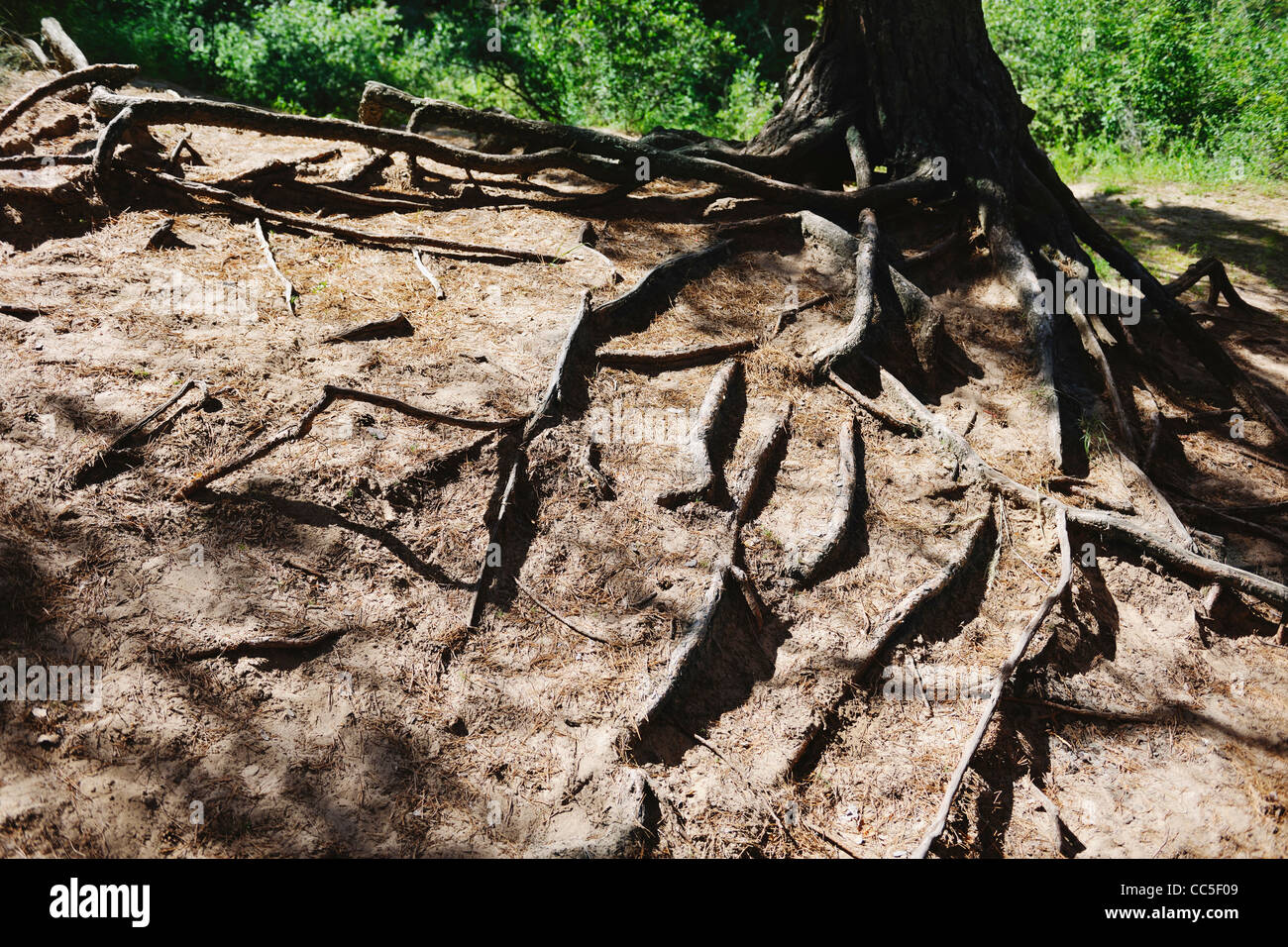Tree root, Hulunbuir, Inner Mongolia, China Stock Photo - Alamy