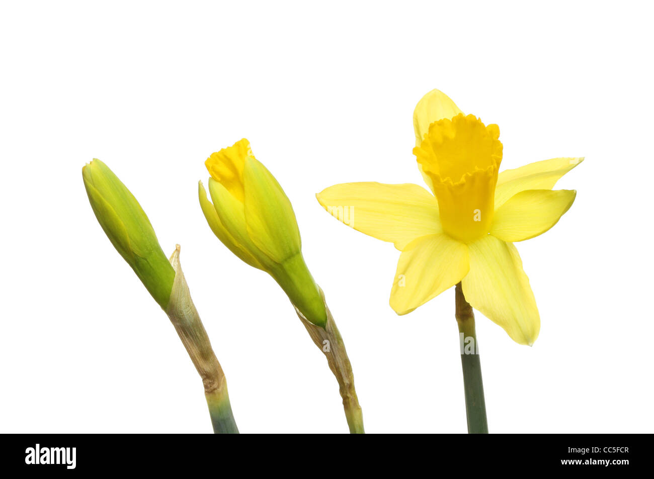 Daffodil buds and flower, a tight bud a breaking bud and a fully open flower Stock Photo