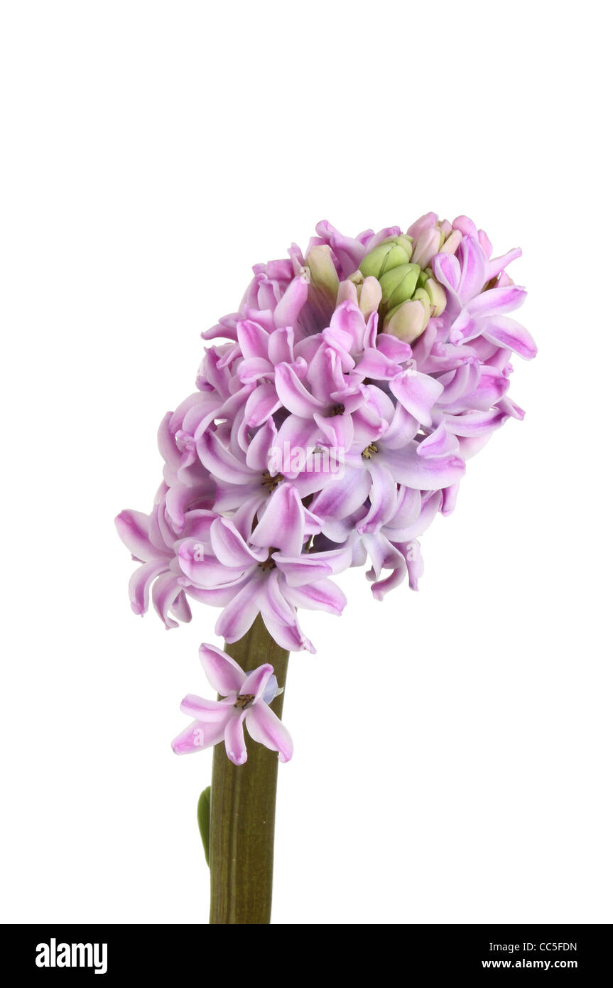Closeup of a hyacinth flower spike isolated against white Stock Photo