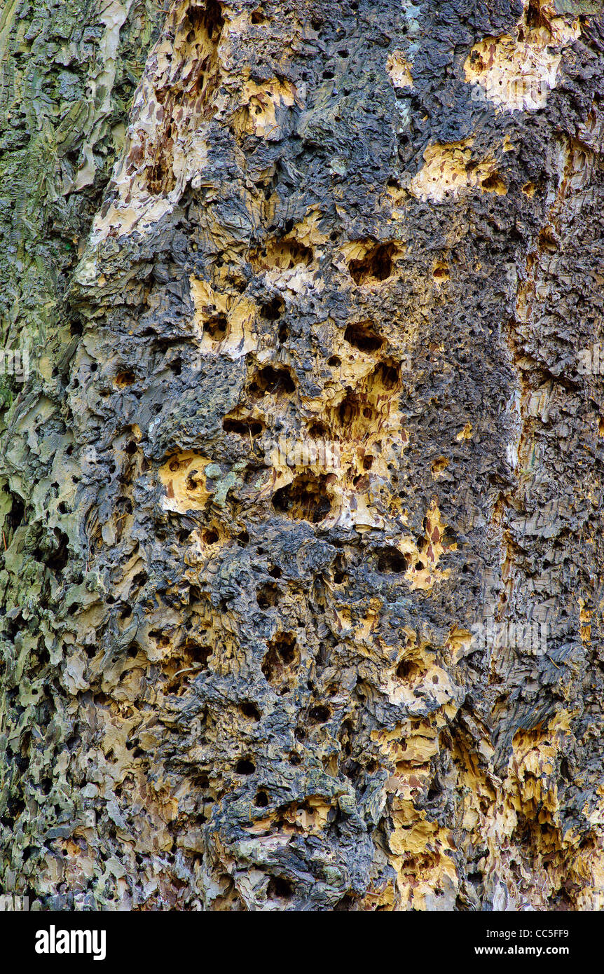Infested oak tree destroyed by wood peckers Stock Photo