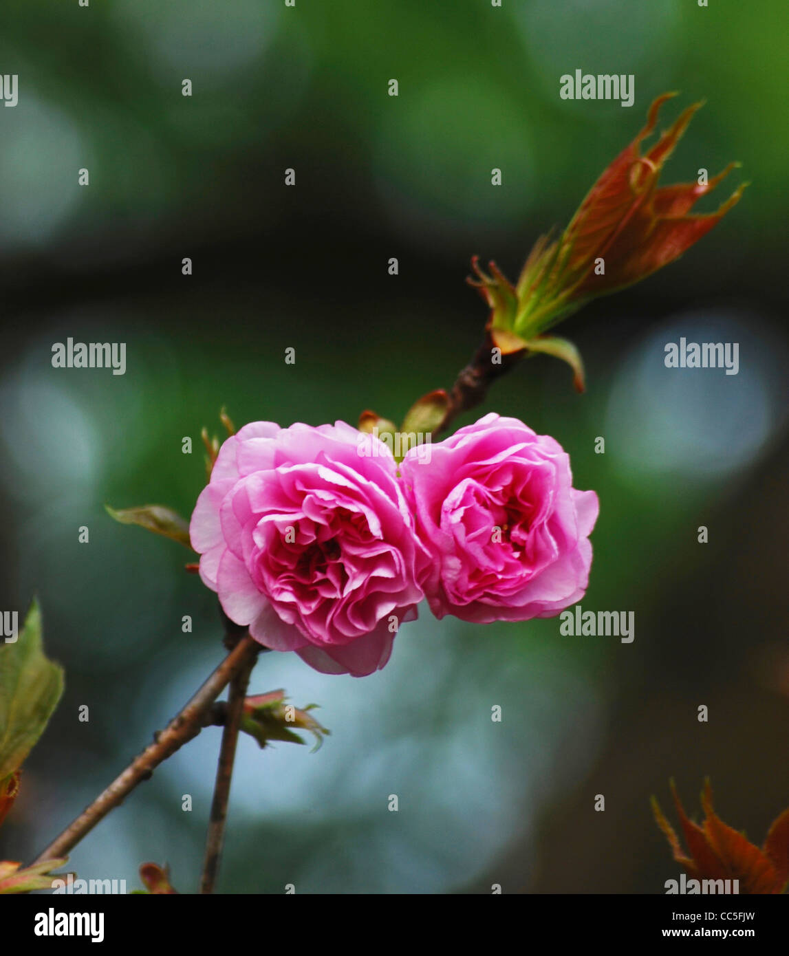 Camellia blossom, Zhejiang , China Stock Photo
