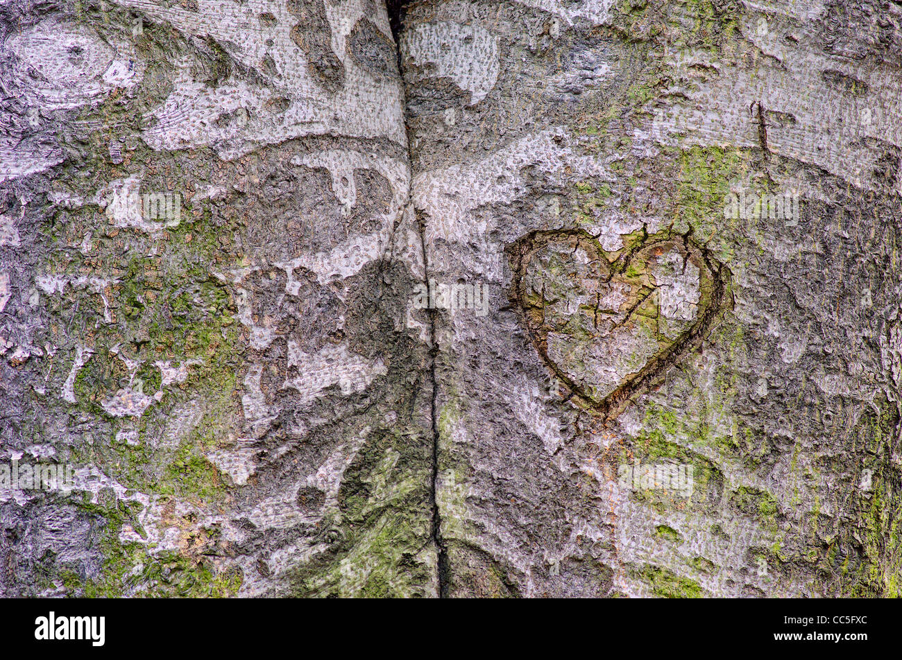 Old beech tree trunk covered with algae Fagus sylvatica Stock Photo