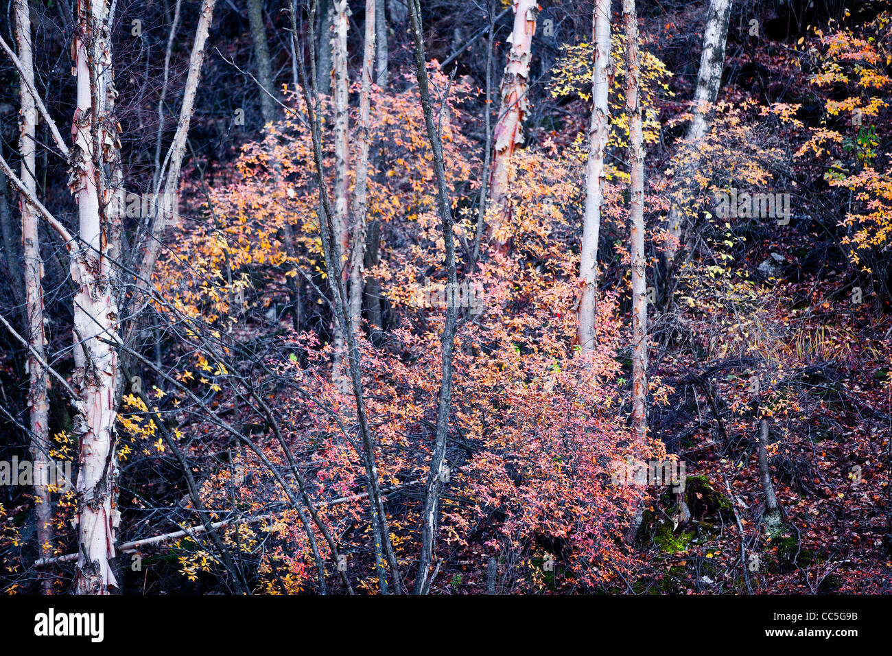 Fall leaves, Wuling Mountain, Beijing, China Stock Photo