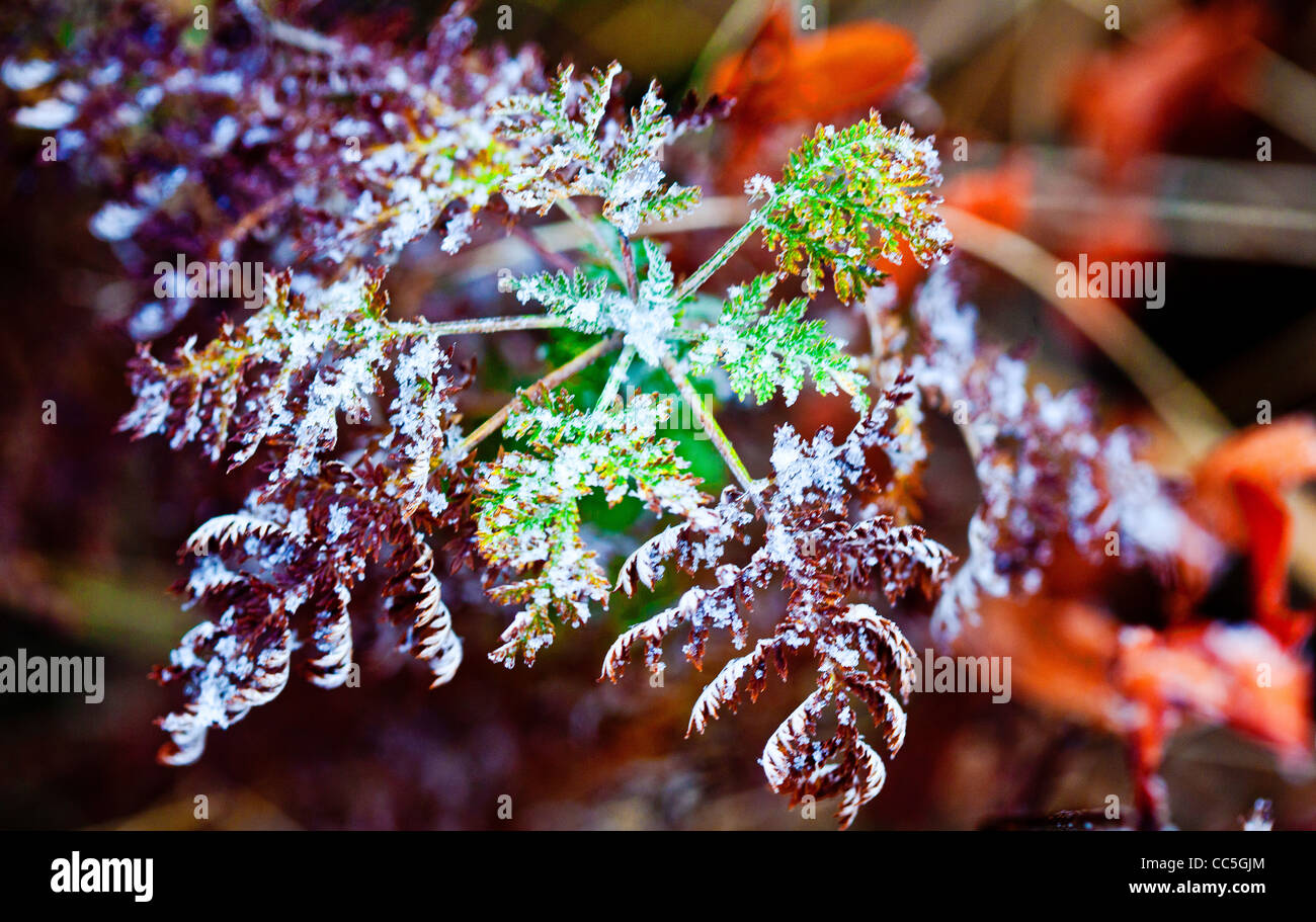 Ice-rimmed plant, Wuling Mountain, Beijing, China Stock Photo