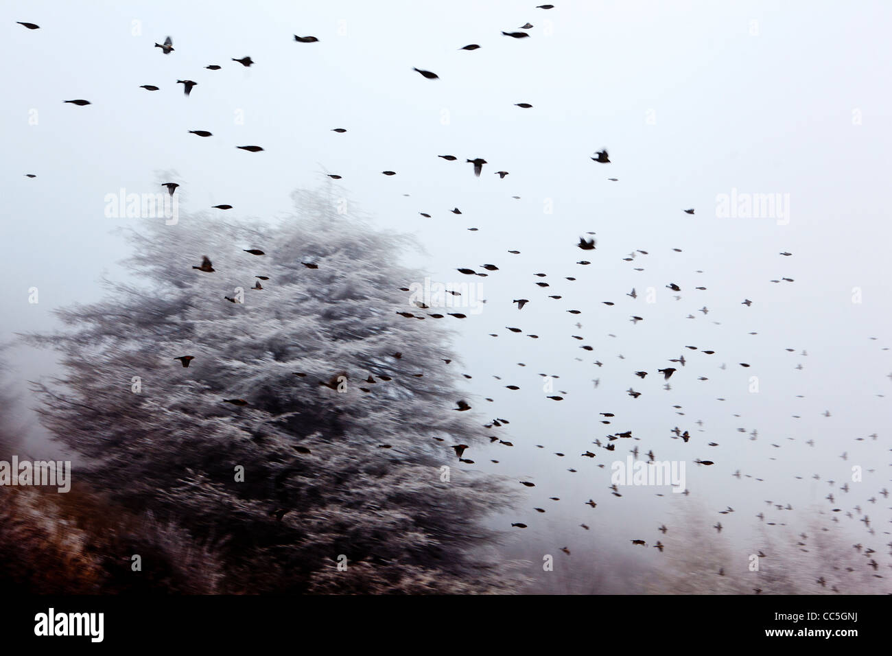 Flock of birds flying, Wuling Mountain, Beijing, China Stock Photo