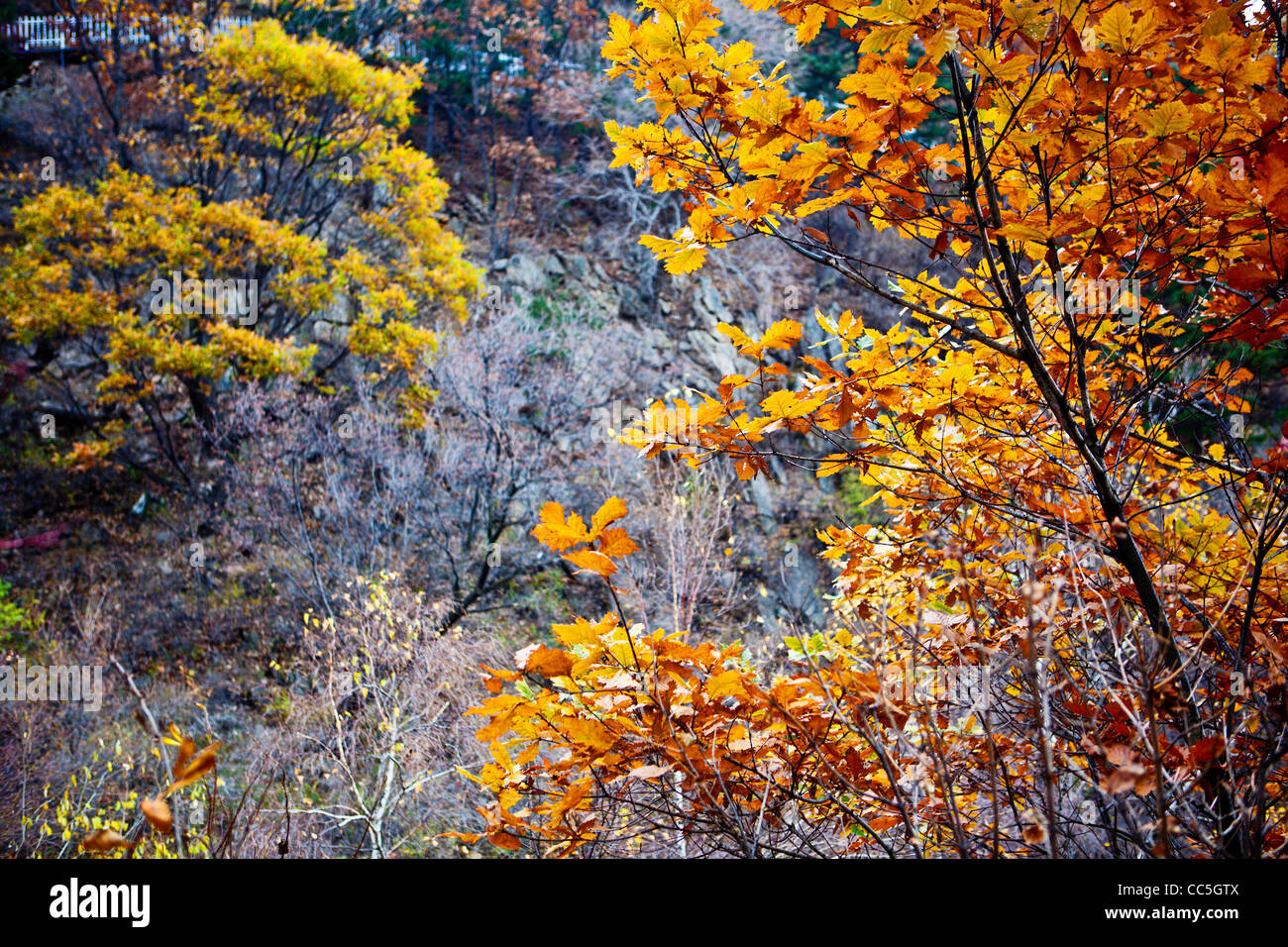 Fall leaves, Wuling Mountain, Beijing, China Stock Photo