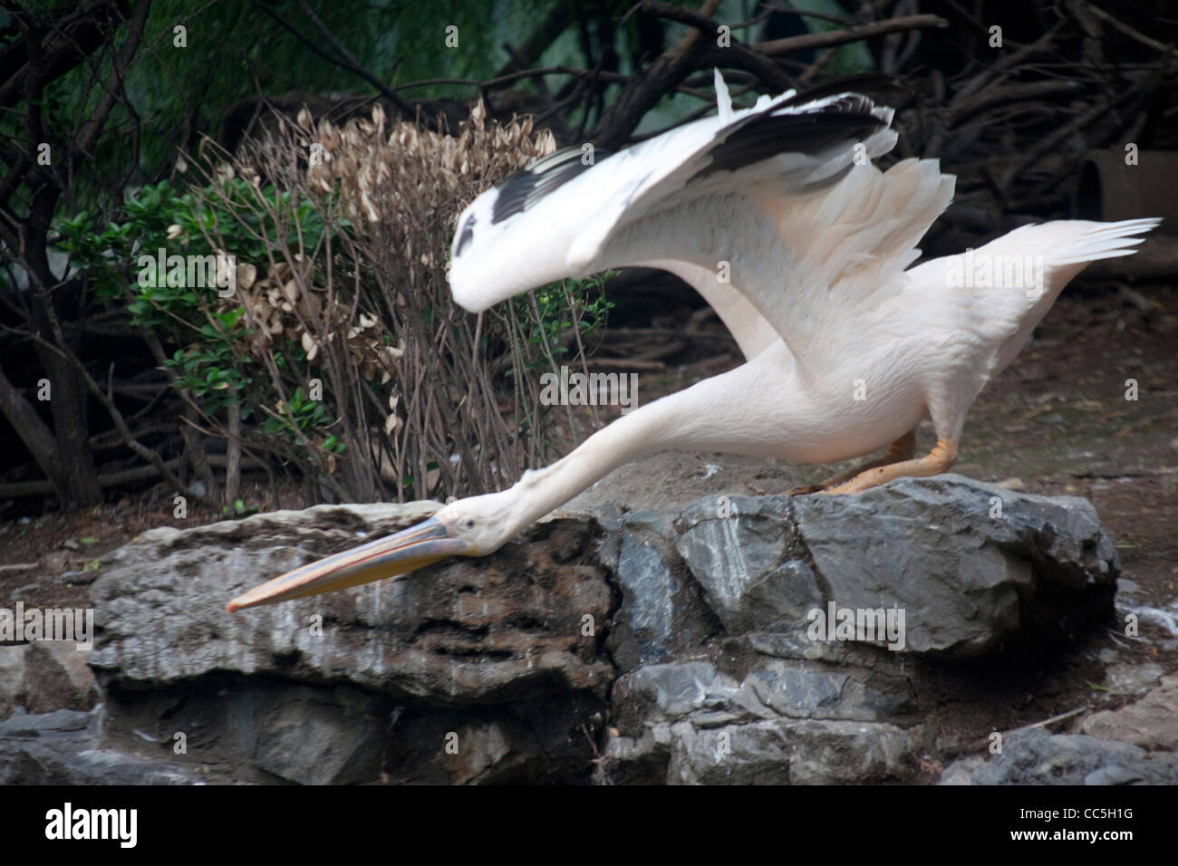 Great White Pelican, Beijing Zoo, China Stock Photo