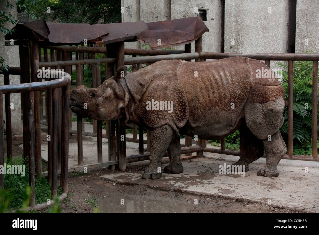 Indian Rhinoceros, Beijing Zoo, China Stock Photo