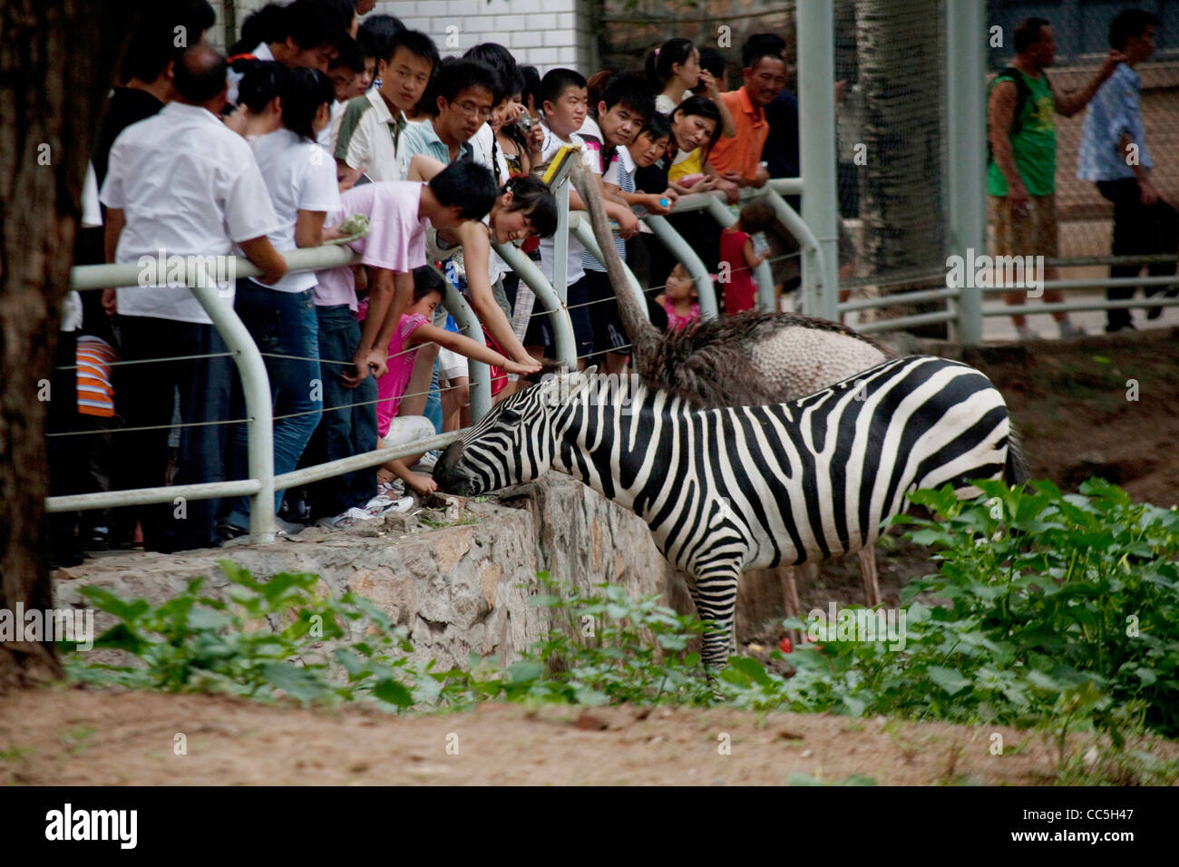 People looking at zebra, Beijing Zoo, China Stock Photo