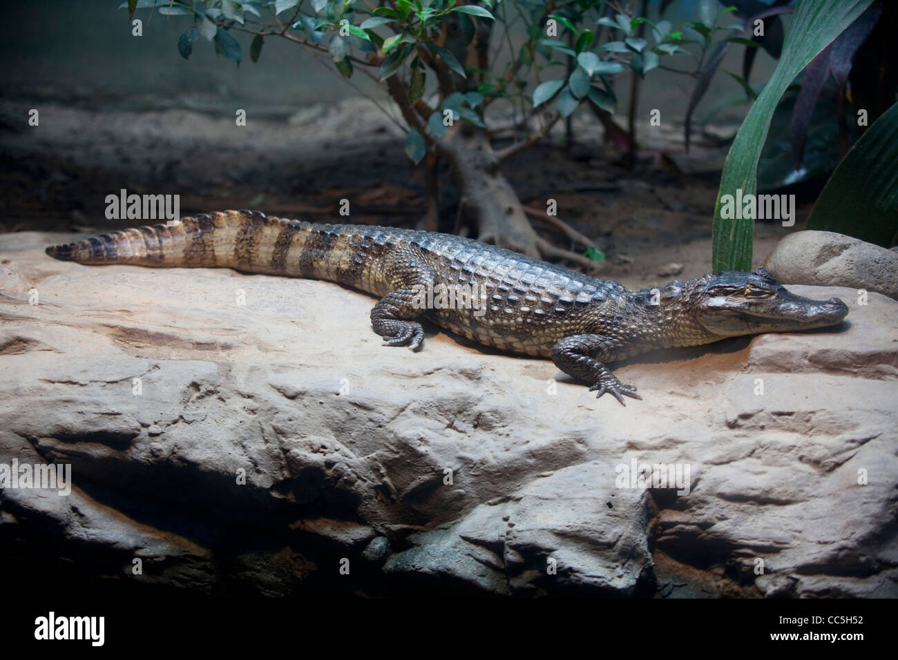 Chinese Alligator, Beijing Zoo, China Stock Photo